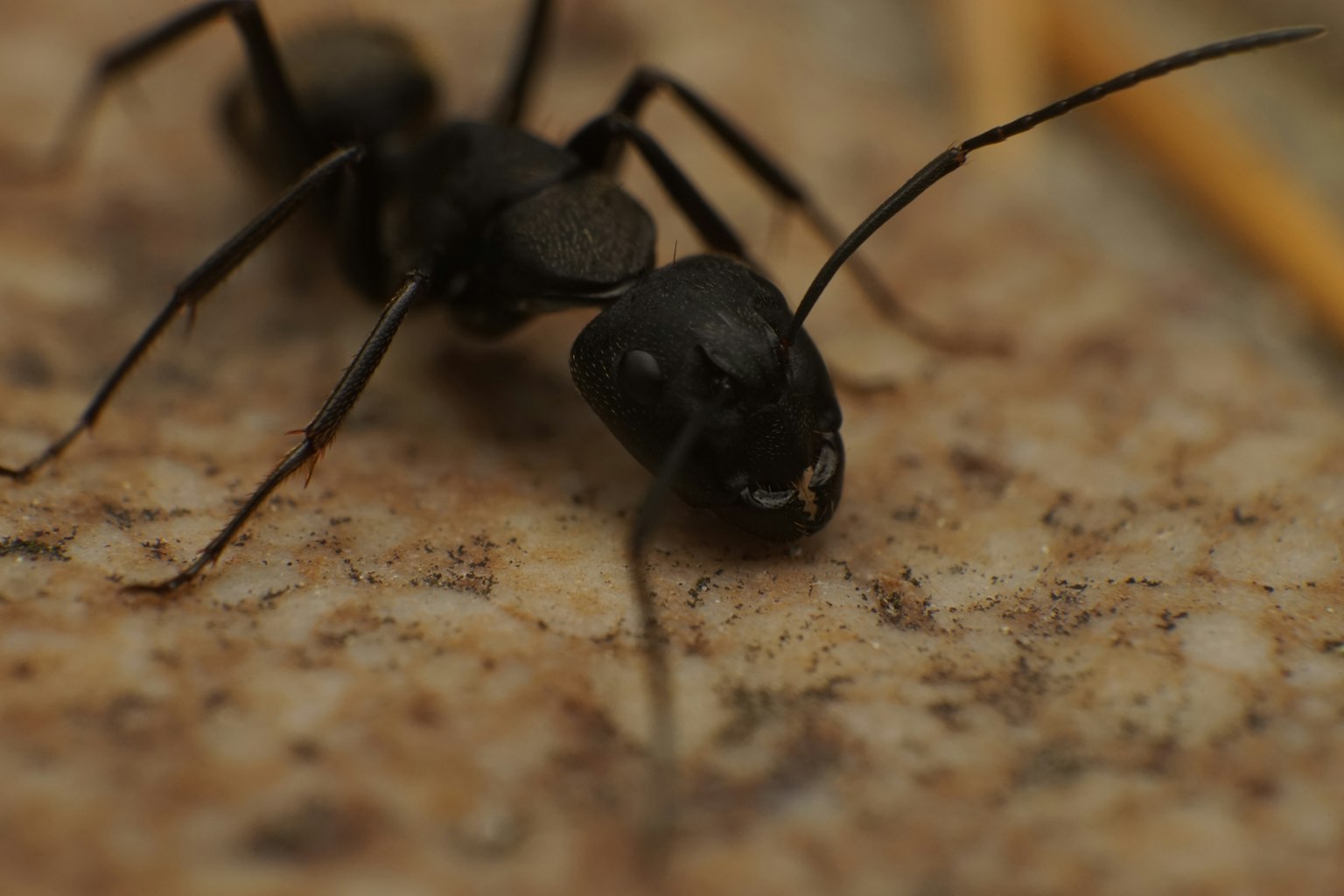 Primo piano di una formica nera su una superficie rocciosa