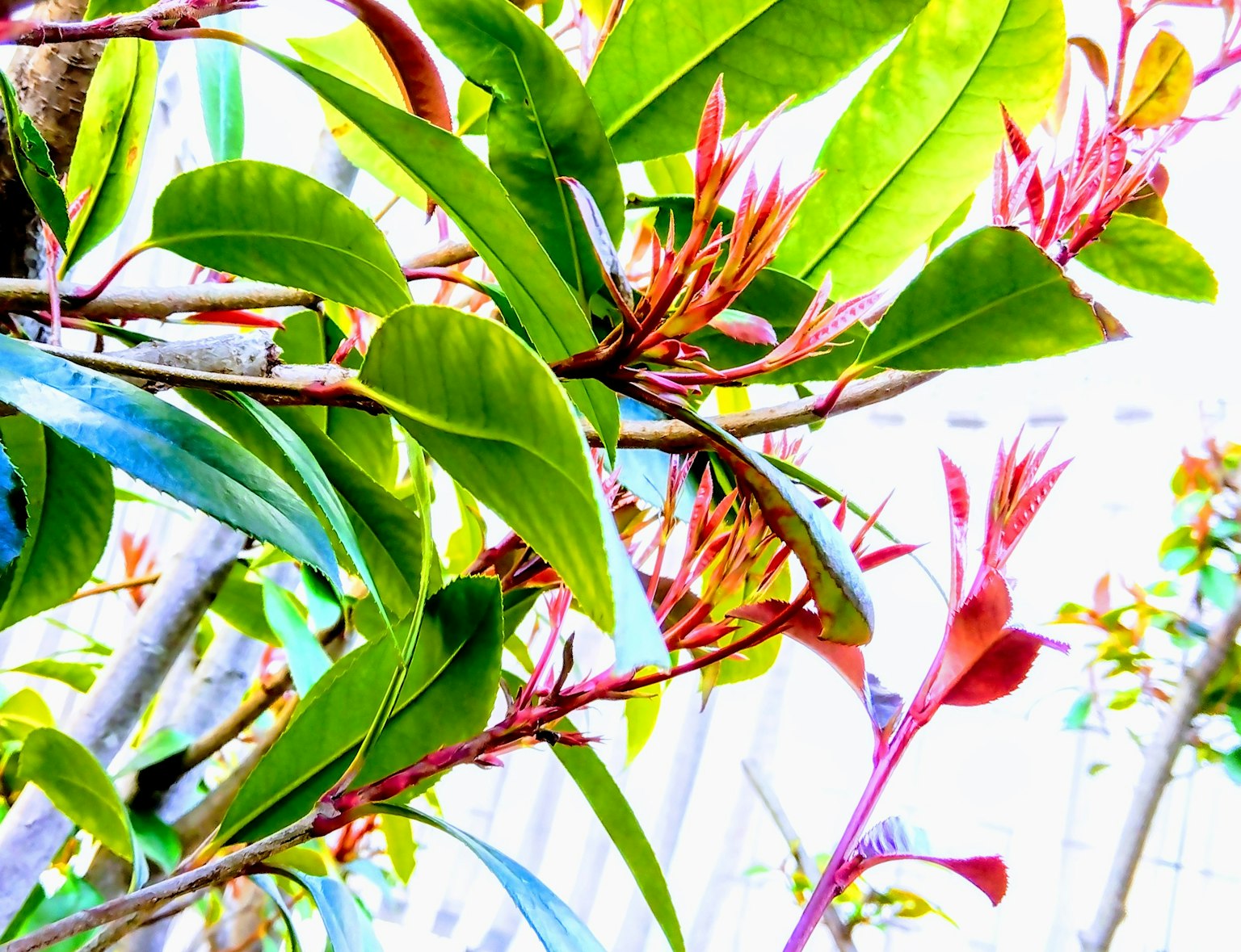 特写生动的绿色叶子和红色花蕾