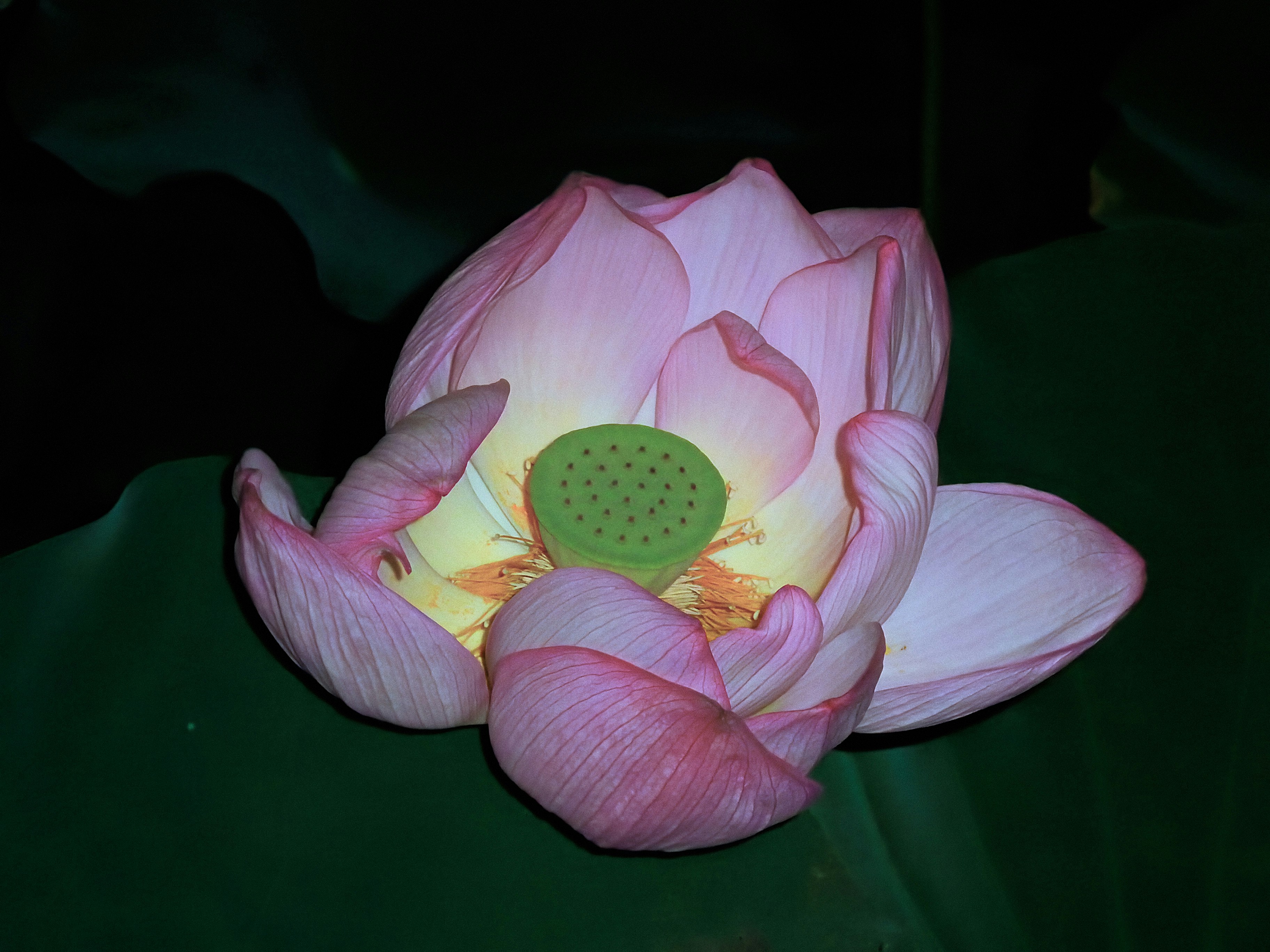 蓮の花のクローズアップ