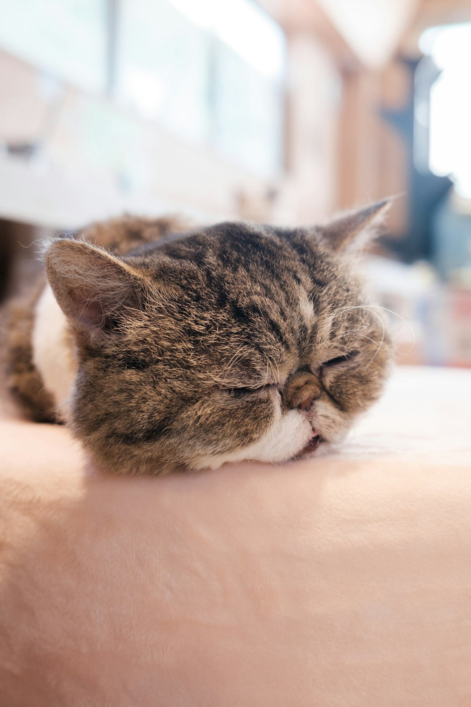 睡觉的猫脸部特写照片
