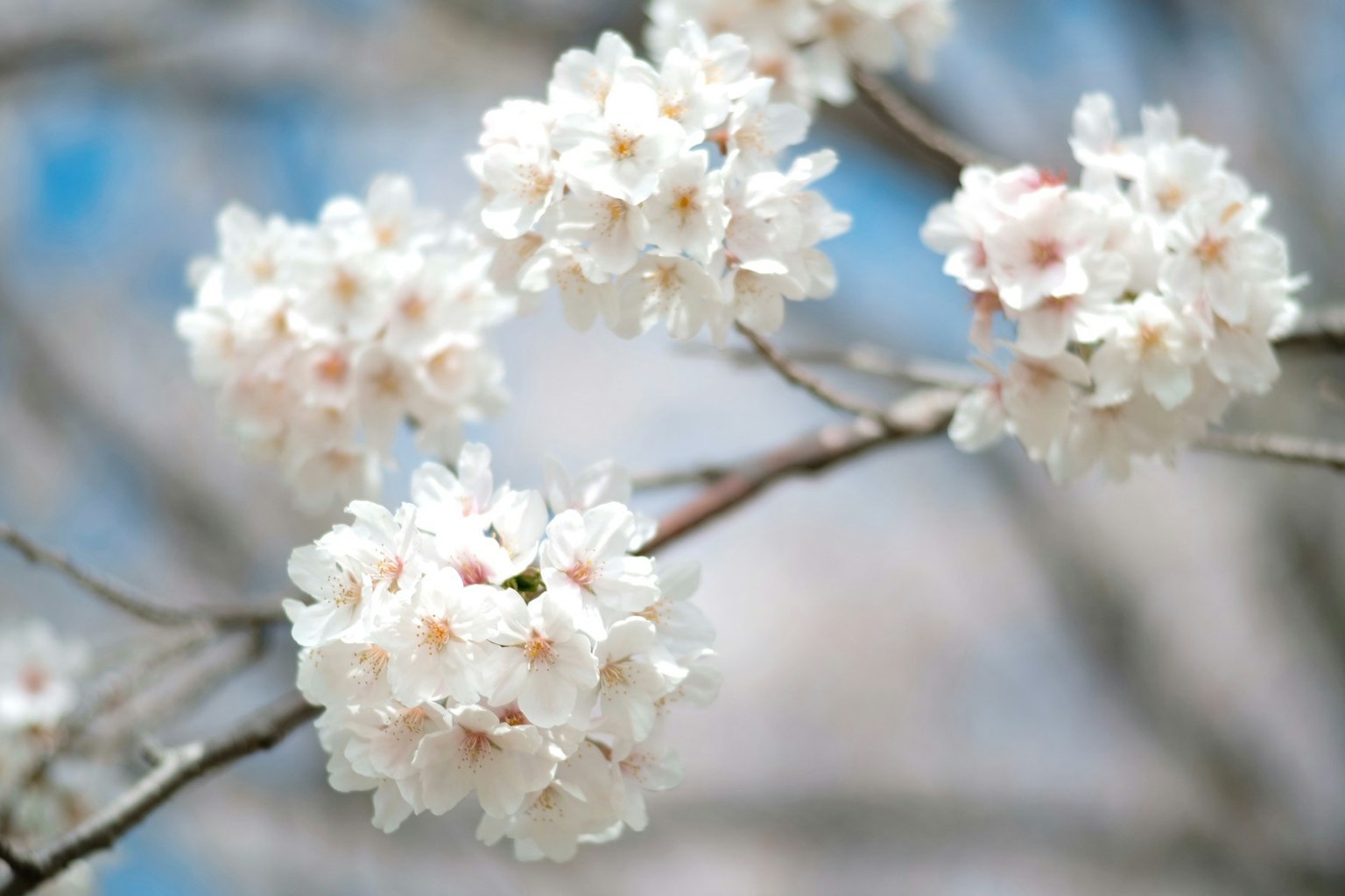 Gros plan de fleurs de cerisier blanches sur une branche