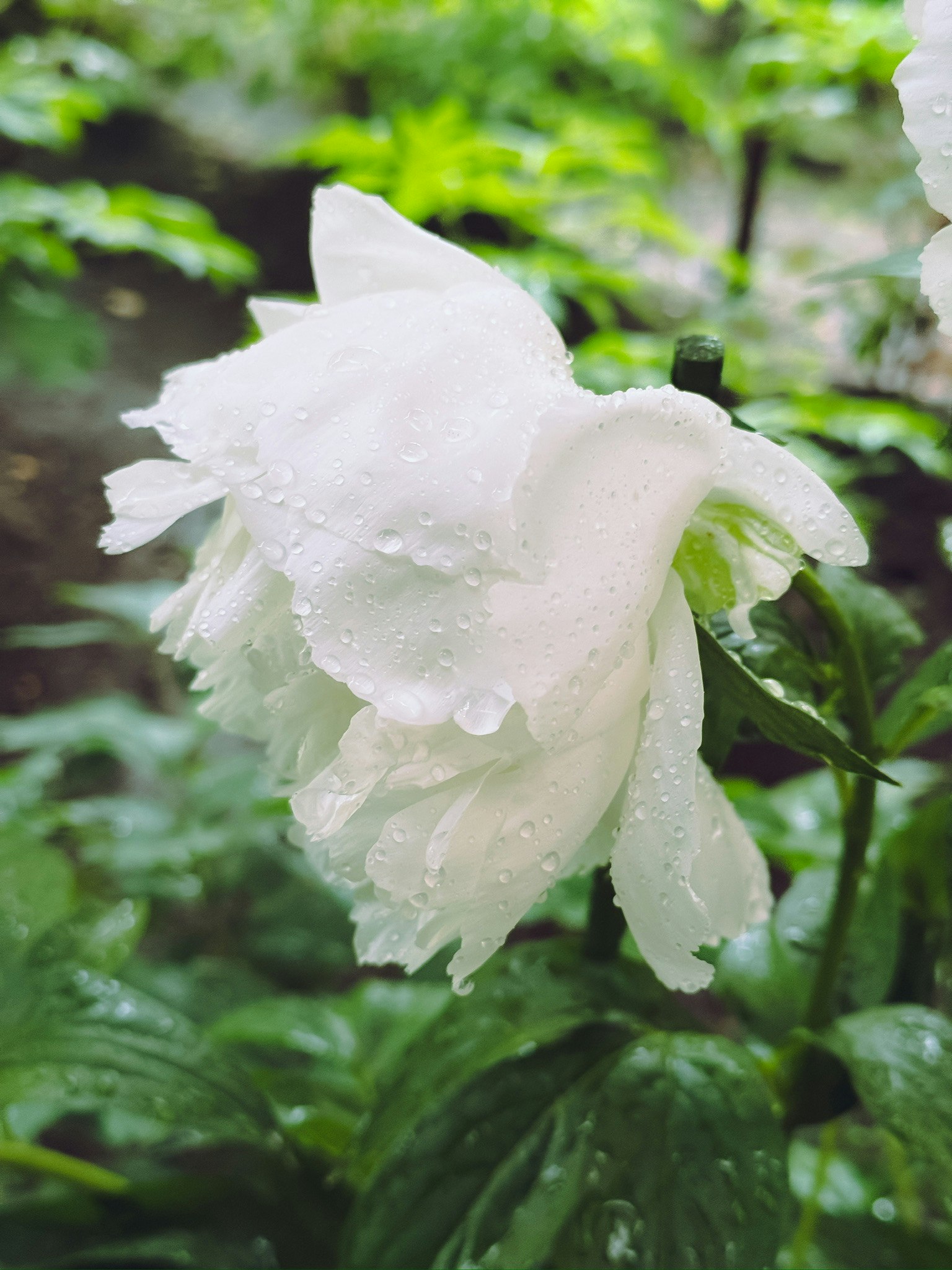 雨滴覆盖的白色花朵特写