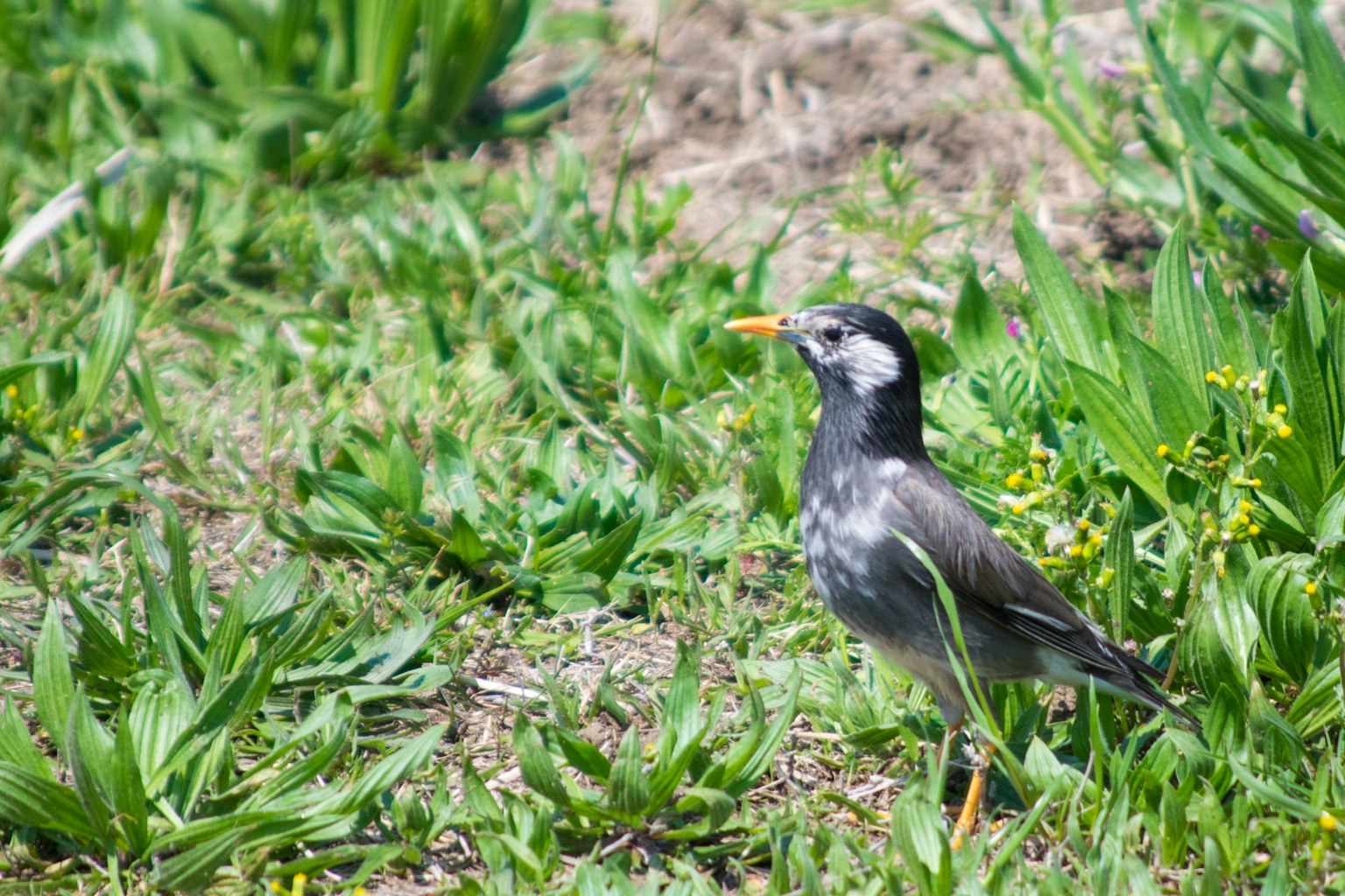Ein schwarzer Vogel mit orangefarbenem Schnabel steht auf grünem Gras