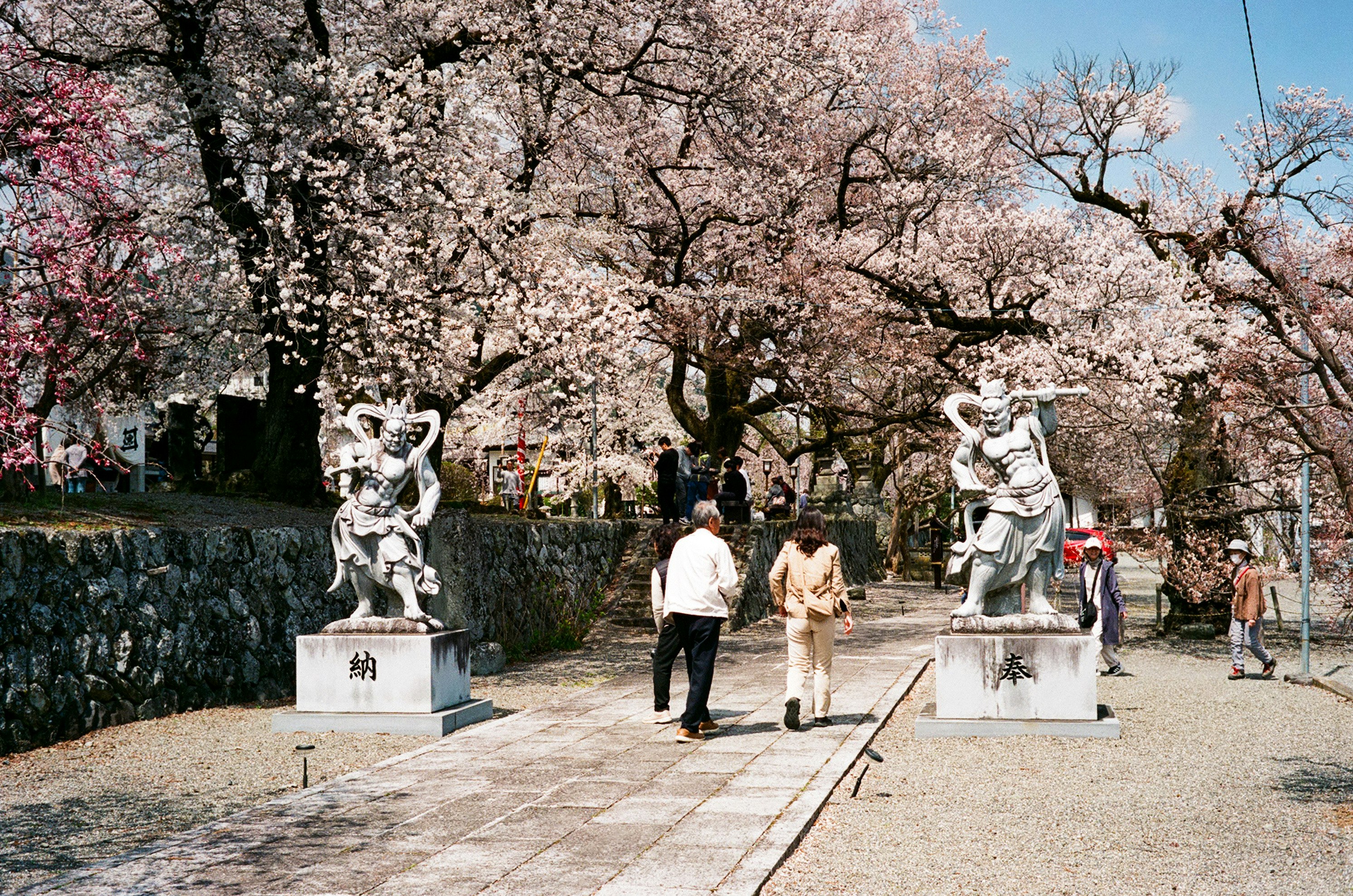 桜並木の石畳と彫刻像が並ぶ参道