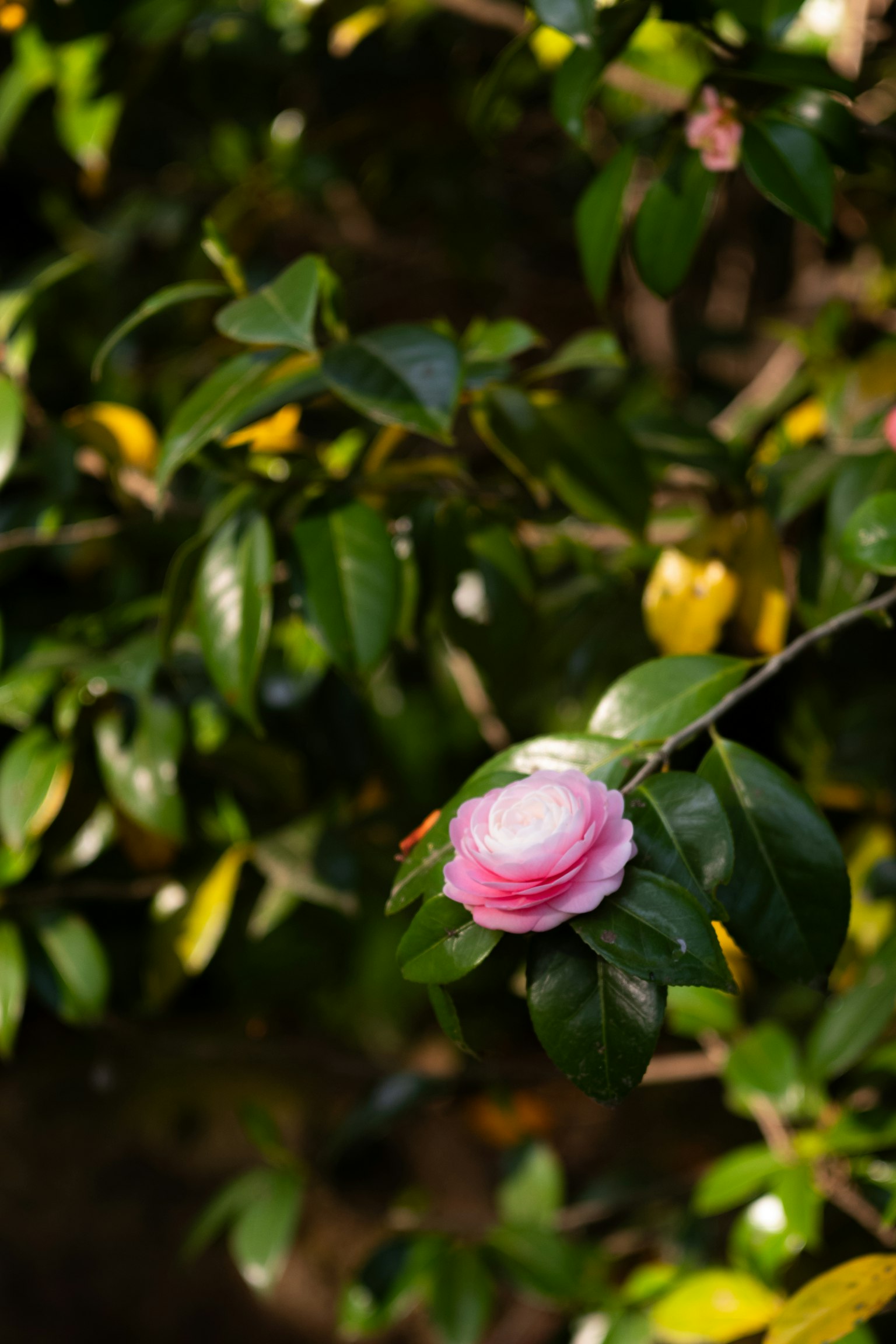 A camellia flower with pink petals surrounded by green leaves