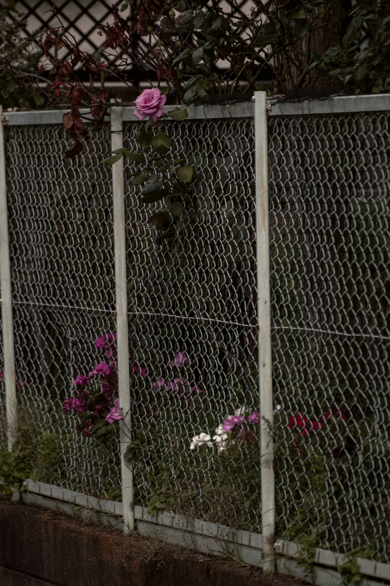 Blumen und grüne Pflanzen, die sich mit einem Drahtzaun verflechten