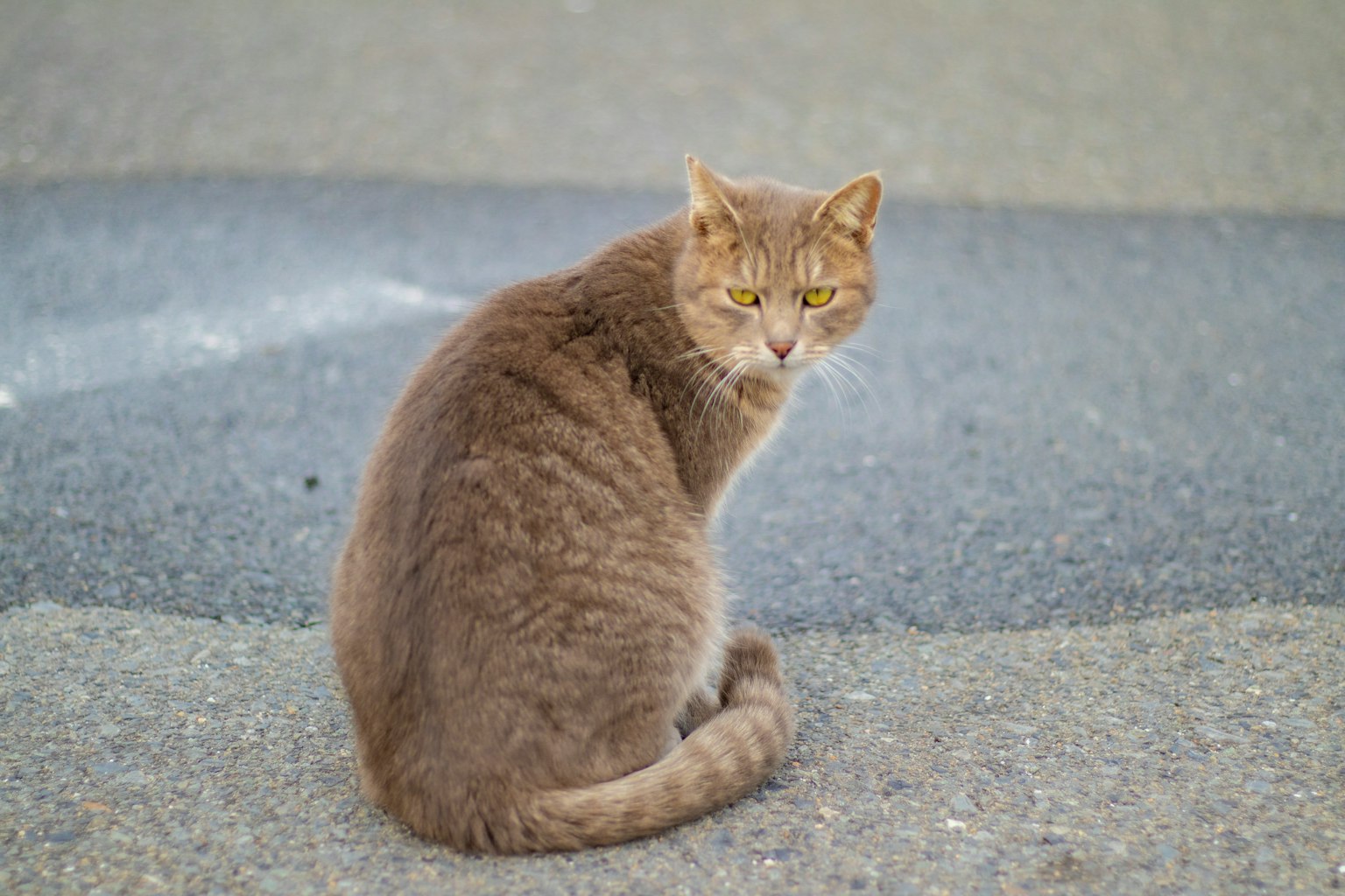 Gatto grigio che guarda indietro mentre è seduto