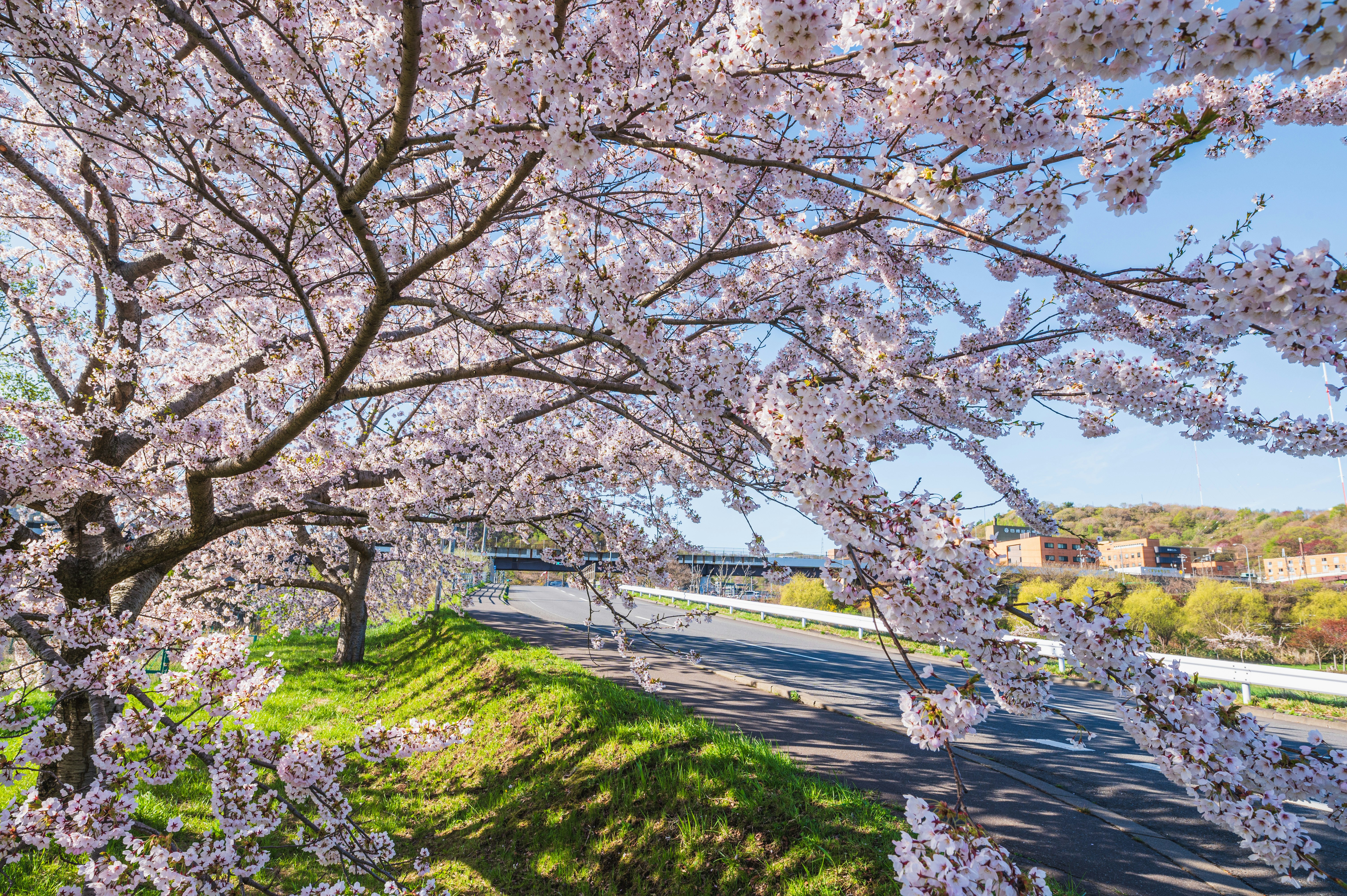 桜並木の続く小道と川沿いの景色