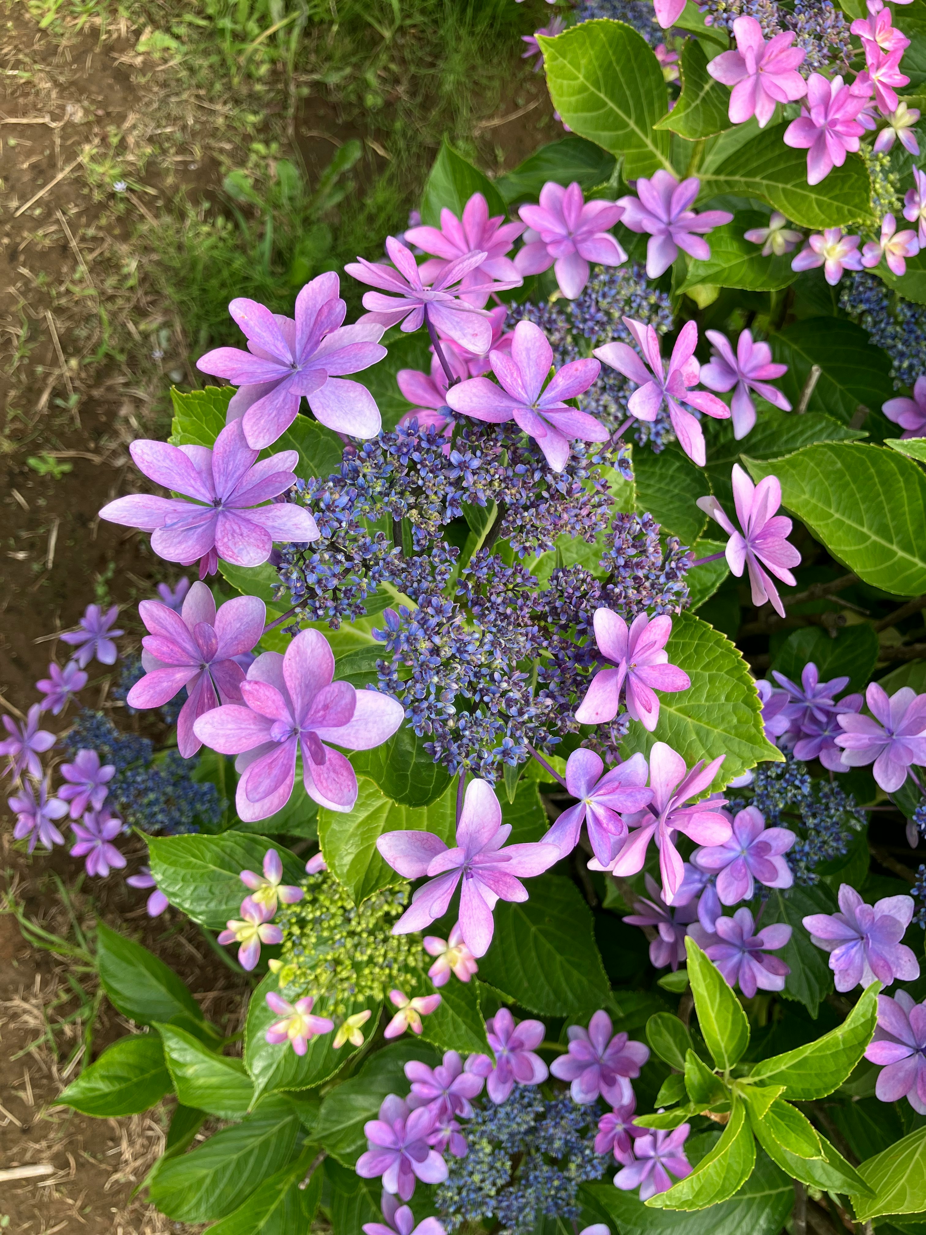 紫のアジサイの花と青い花房の寄せ植え