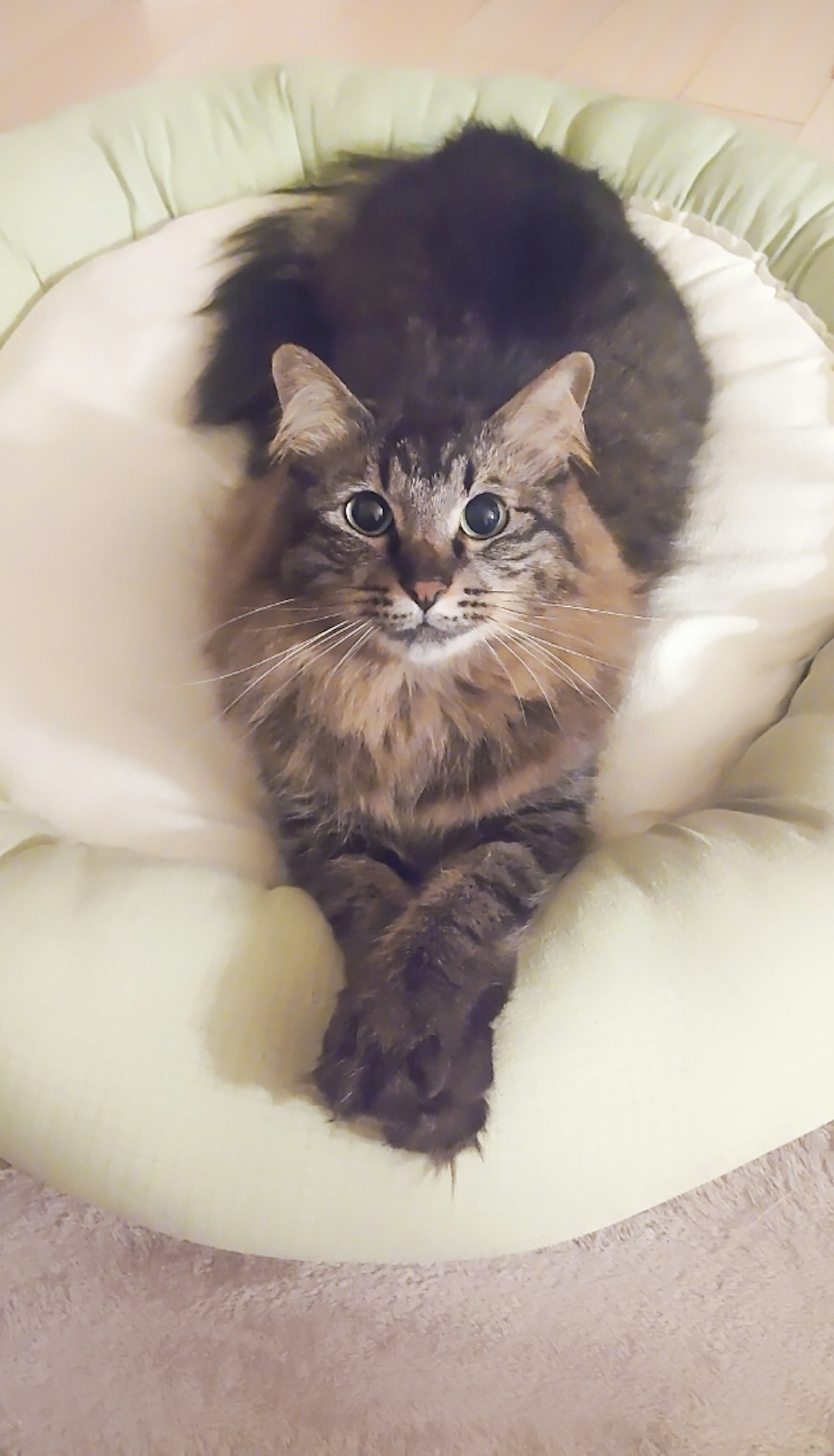 Gatto a pelo lungo marrone sdraiato su un letto soffice