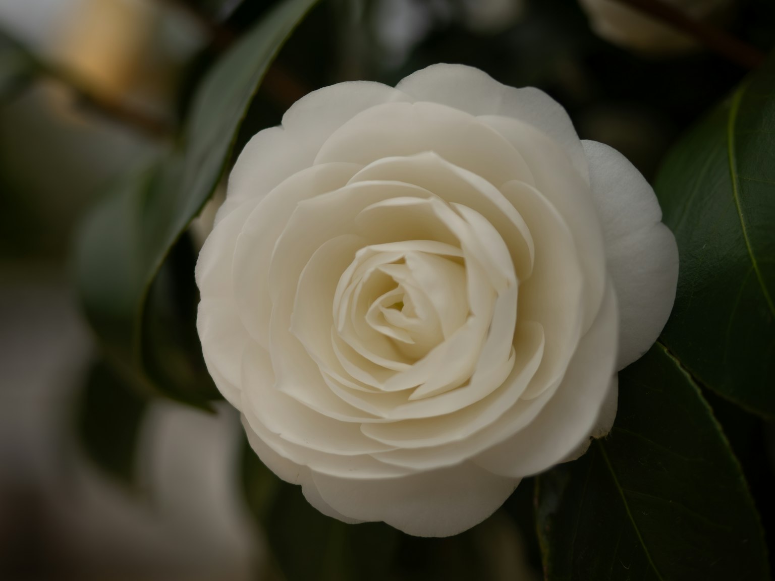 Una flor de camelia blanca floreciendo entre hojas verdes