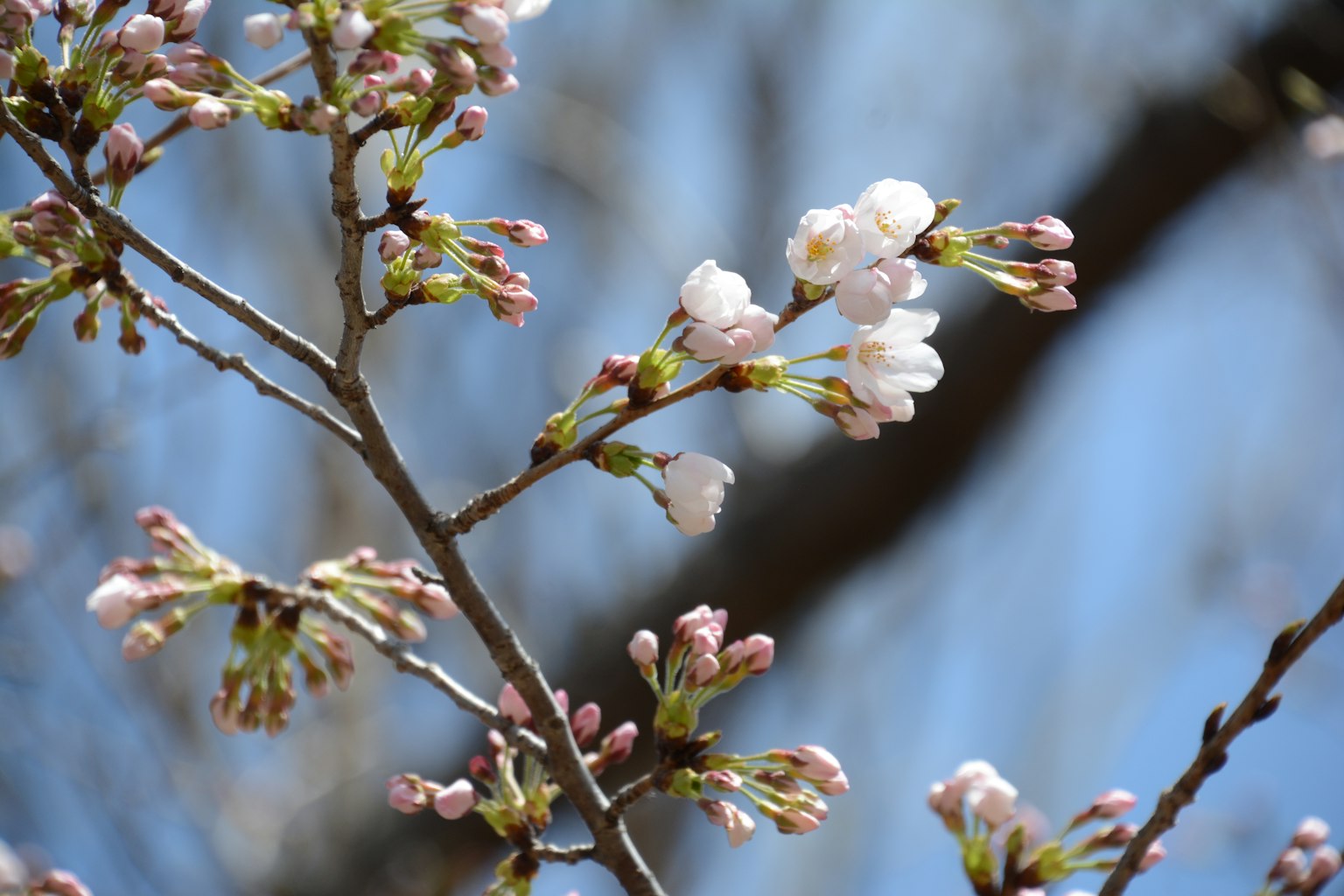 Close-up cabang bunga sakura dengan tunas merah muda dan bunga putih
