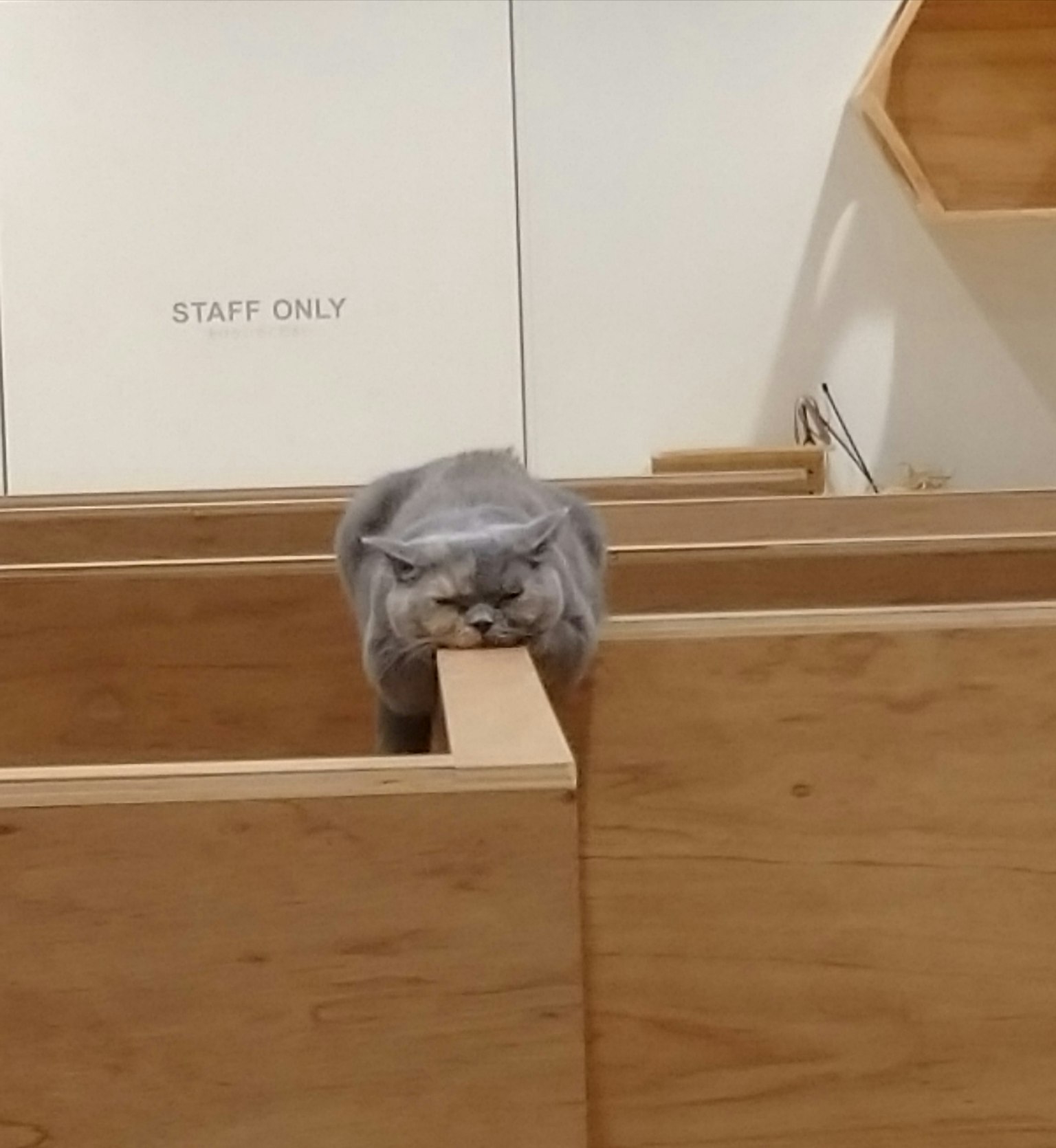 Gray cat holding a wooden plank