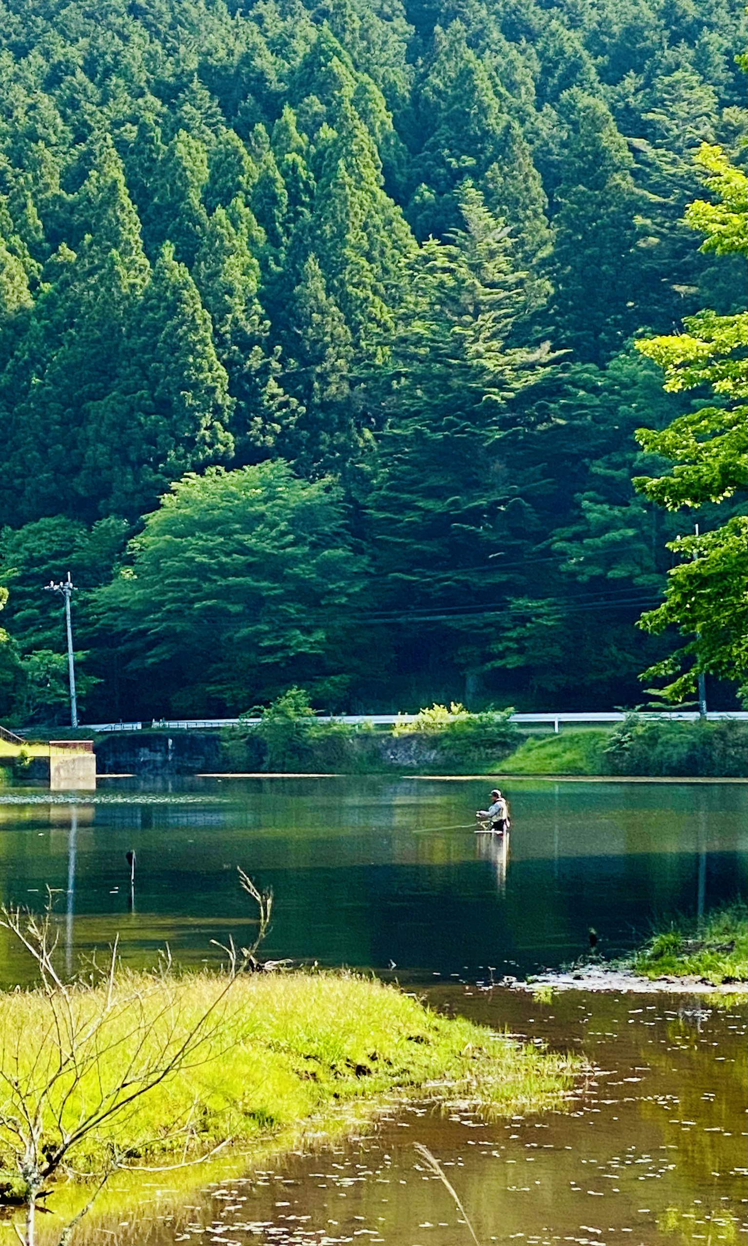 Vista escénica de un bosque verde y un lago tranquilo