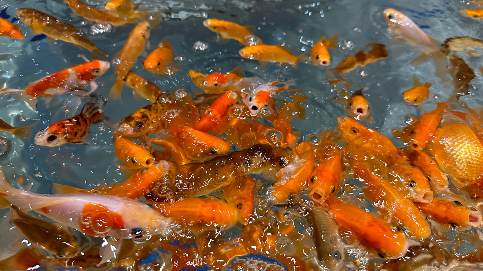 Ein Schwarm von goldenen Fischen schwimmt im Wasser