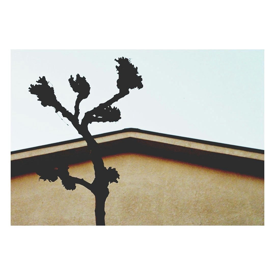 Baumsilhouette zwischen Himmel und Mauer