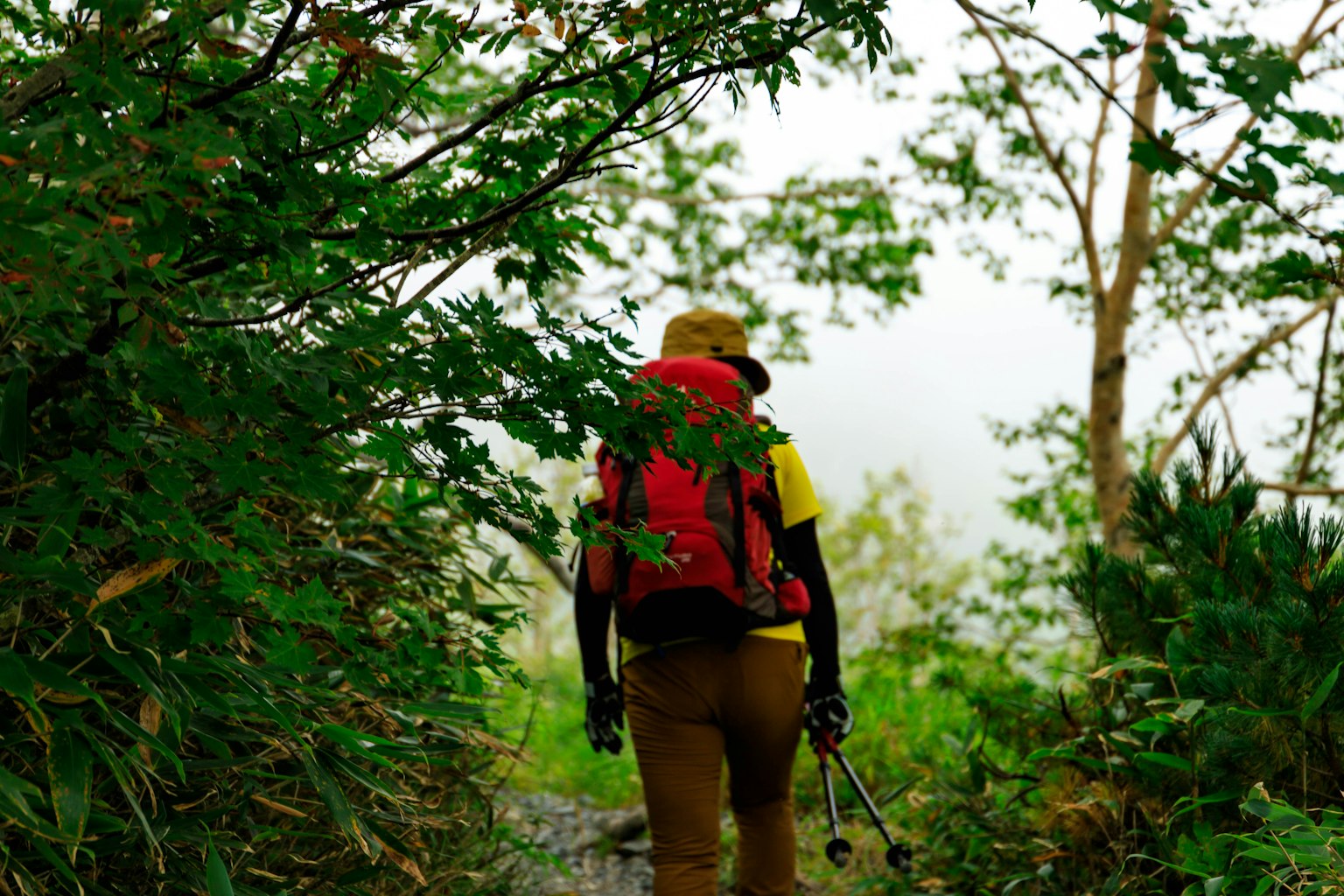Hiker walking through lush greenery wearing a backpack
