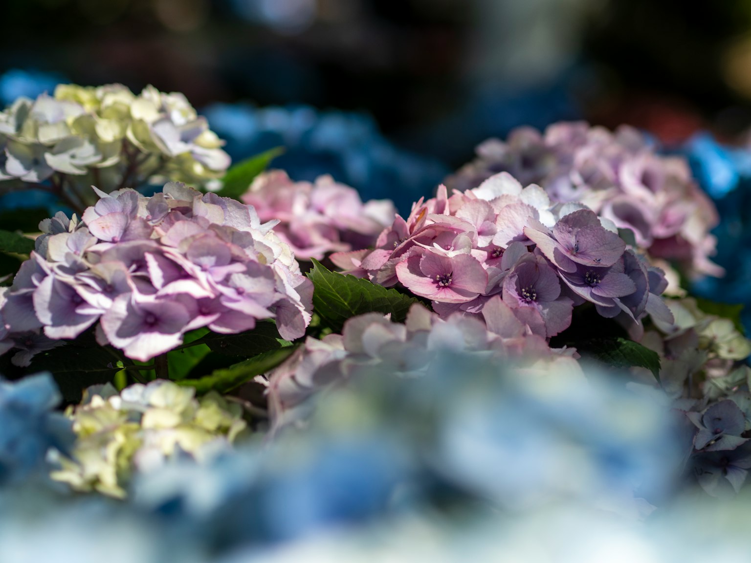 Regroupement de fleurs d'hortensia violettes et blanches pâles