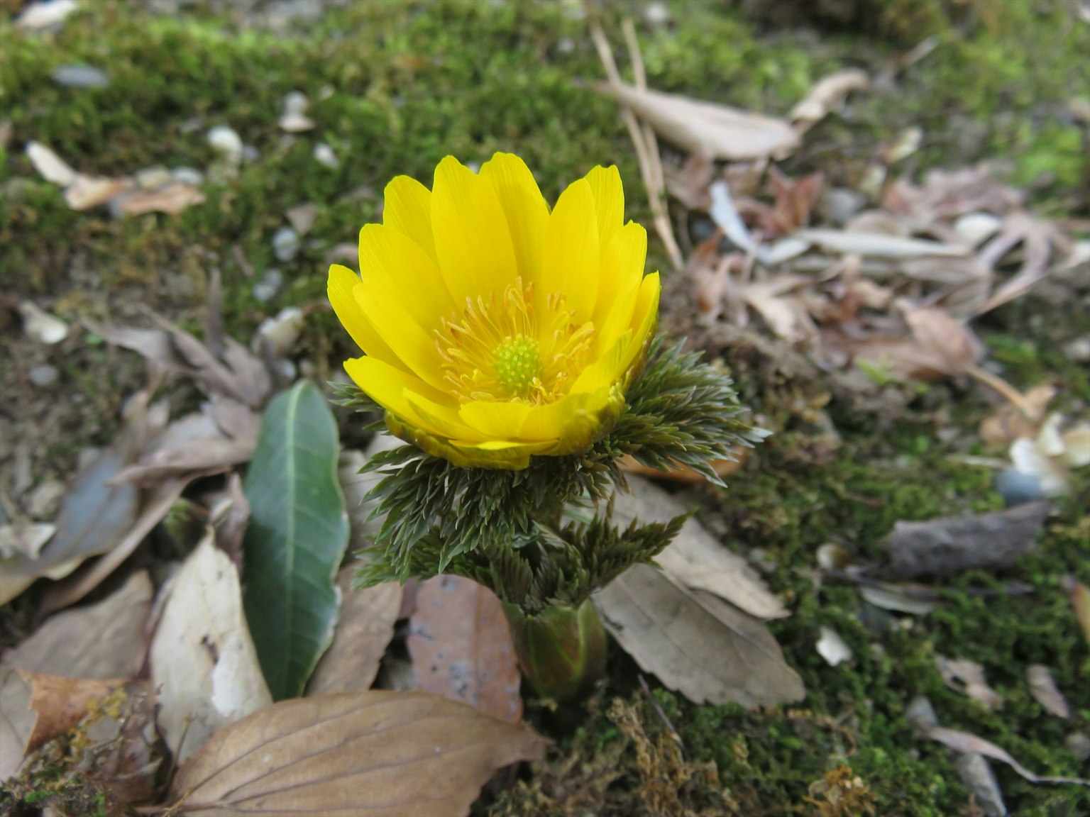 Una flor amarilla vibrante floreciendo entre el musgo verde