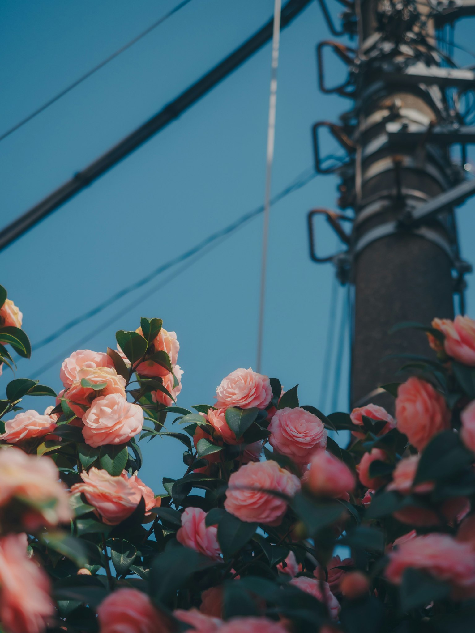 Rosa Blumen blühen unter einem blauen Himmel mit einem Strommast