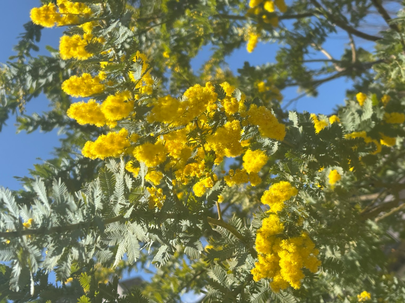 Nahaufnahme eines Baumzweigs mit gelben Blumen vor blauem Himmel