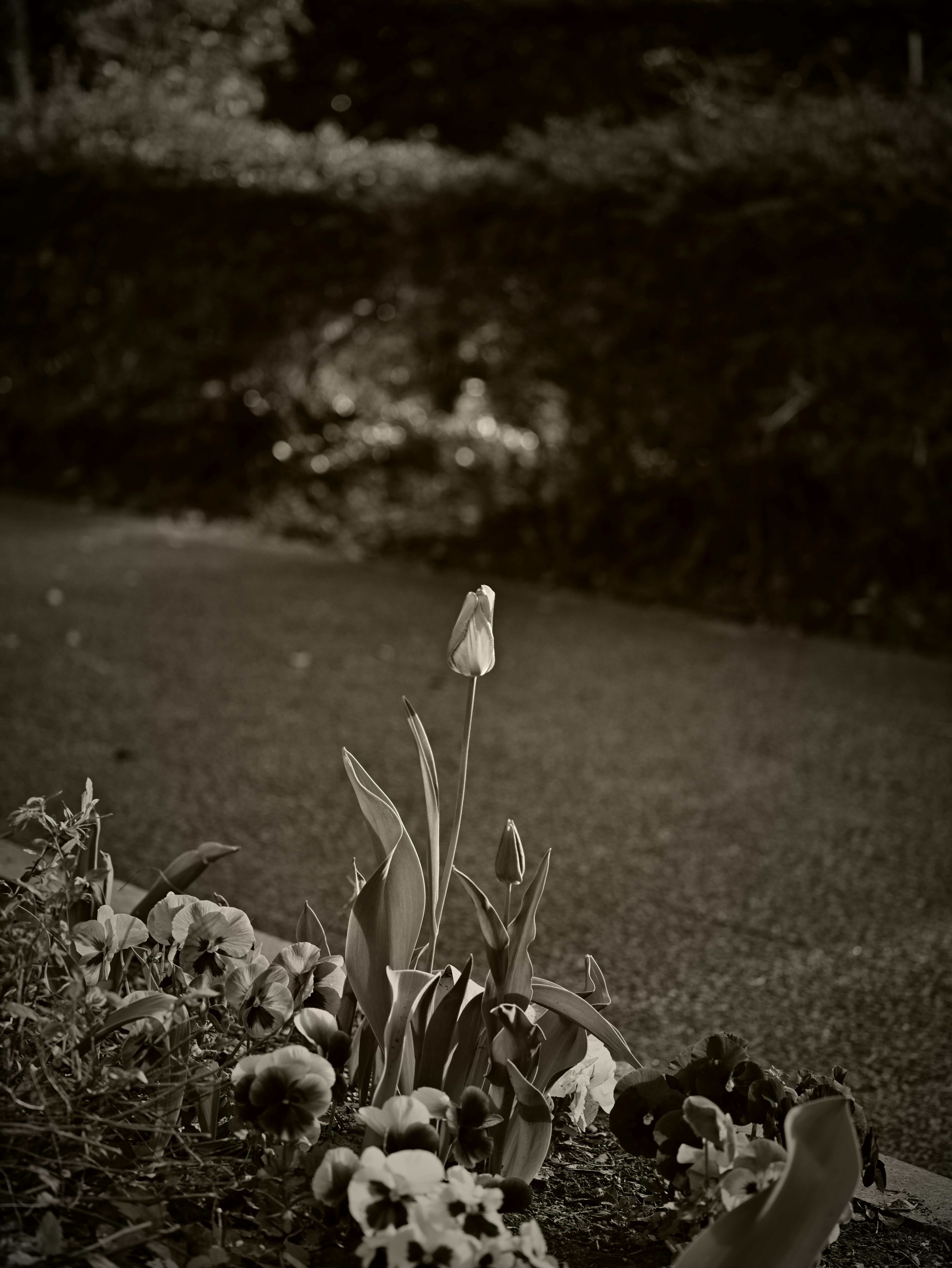 Nachts am Flussufer: Blumen am Wegesrand und schimmerndes Wasser