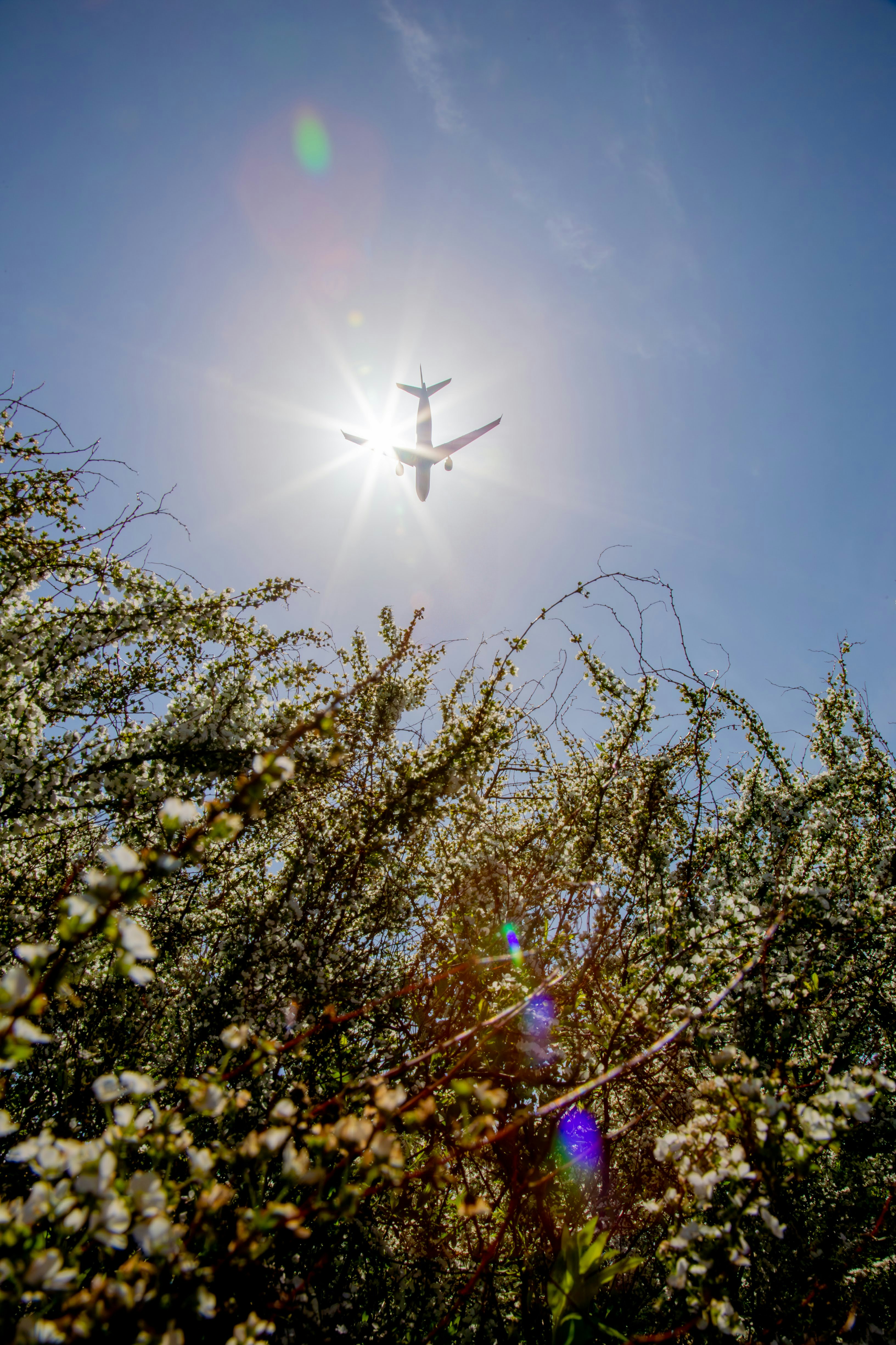 silhouette d’avion volant au-dessus des cimes des arbres