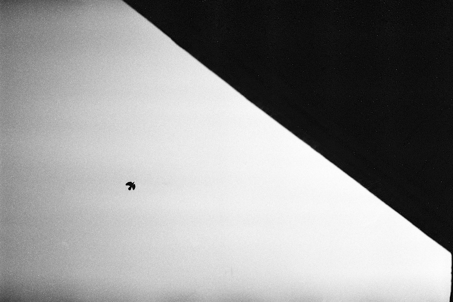 Un pequeño pájaro volando contra un fondo de sombra diagonal oscura