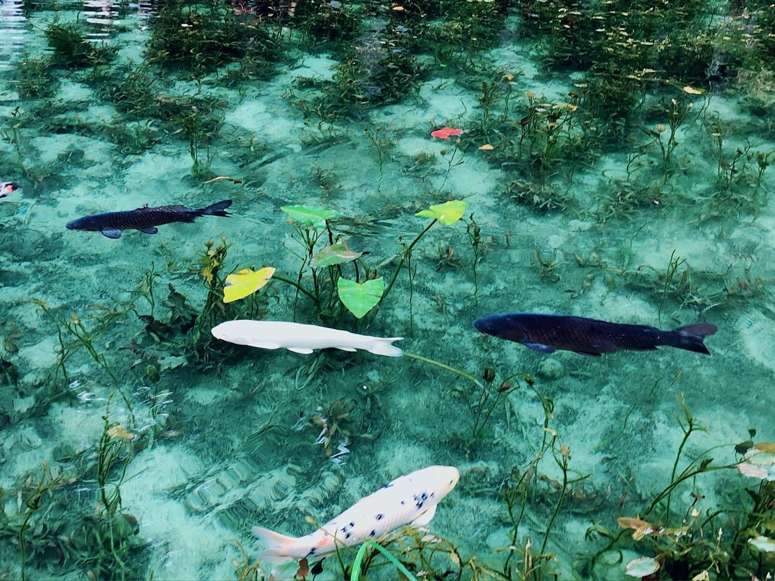 Koi blanco y pez negro nadando en agua clara con plantas acuáticas verdes y hojas