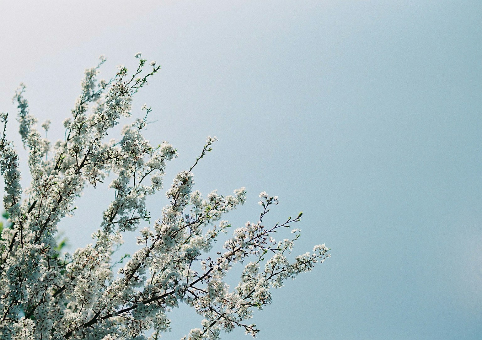 Branches d'arbre avec des fleurs blanches contre un ciel bleu