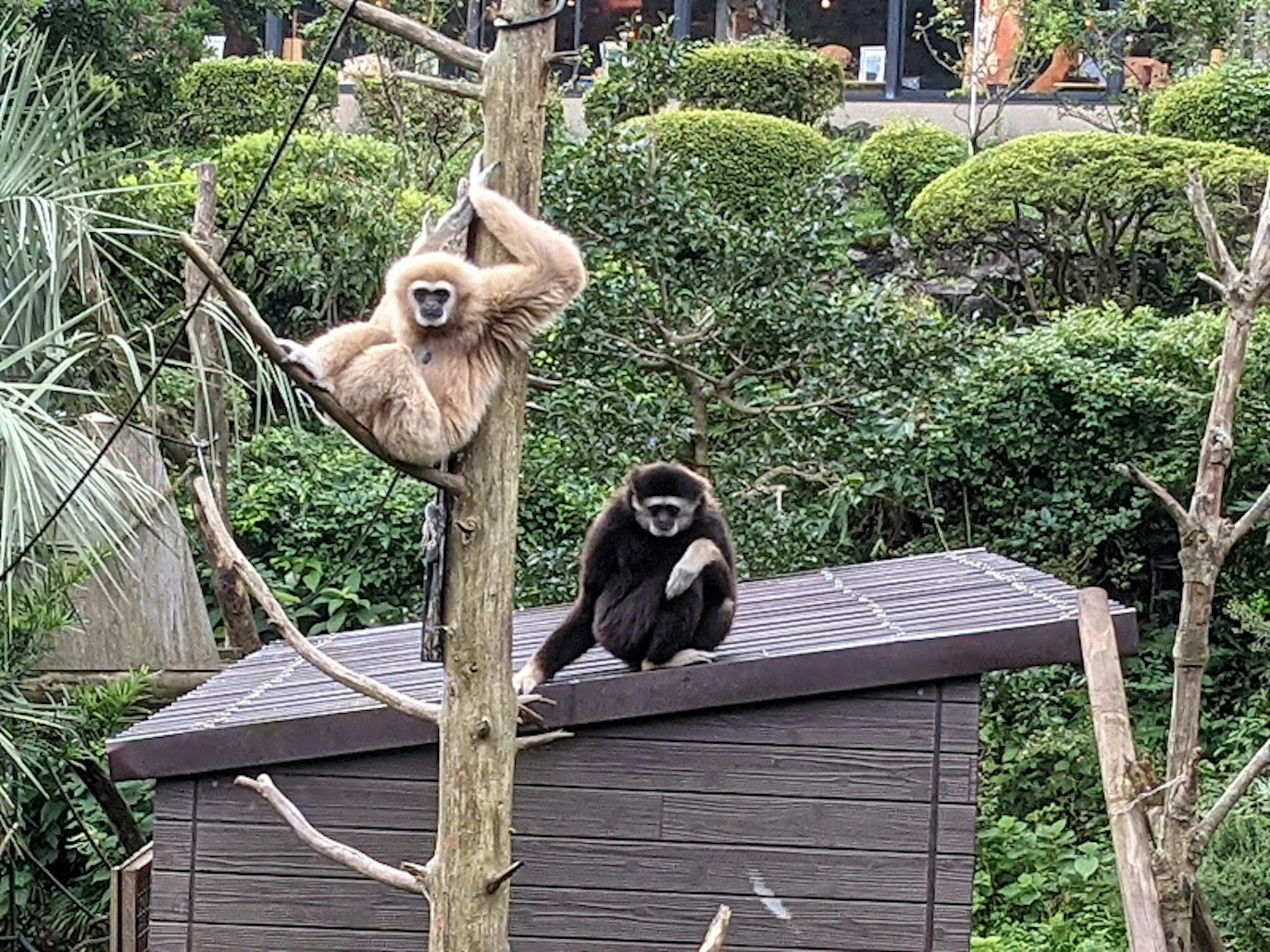 Dua gibbon menggantung di pohon dengan satu duduk di samping struktur kayu