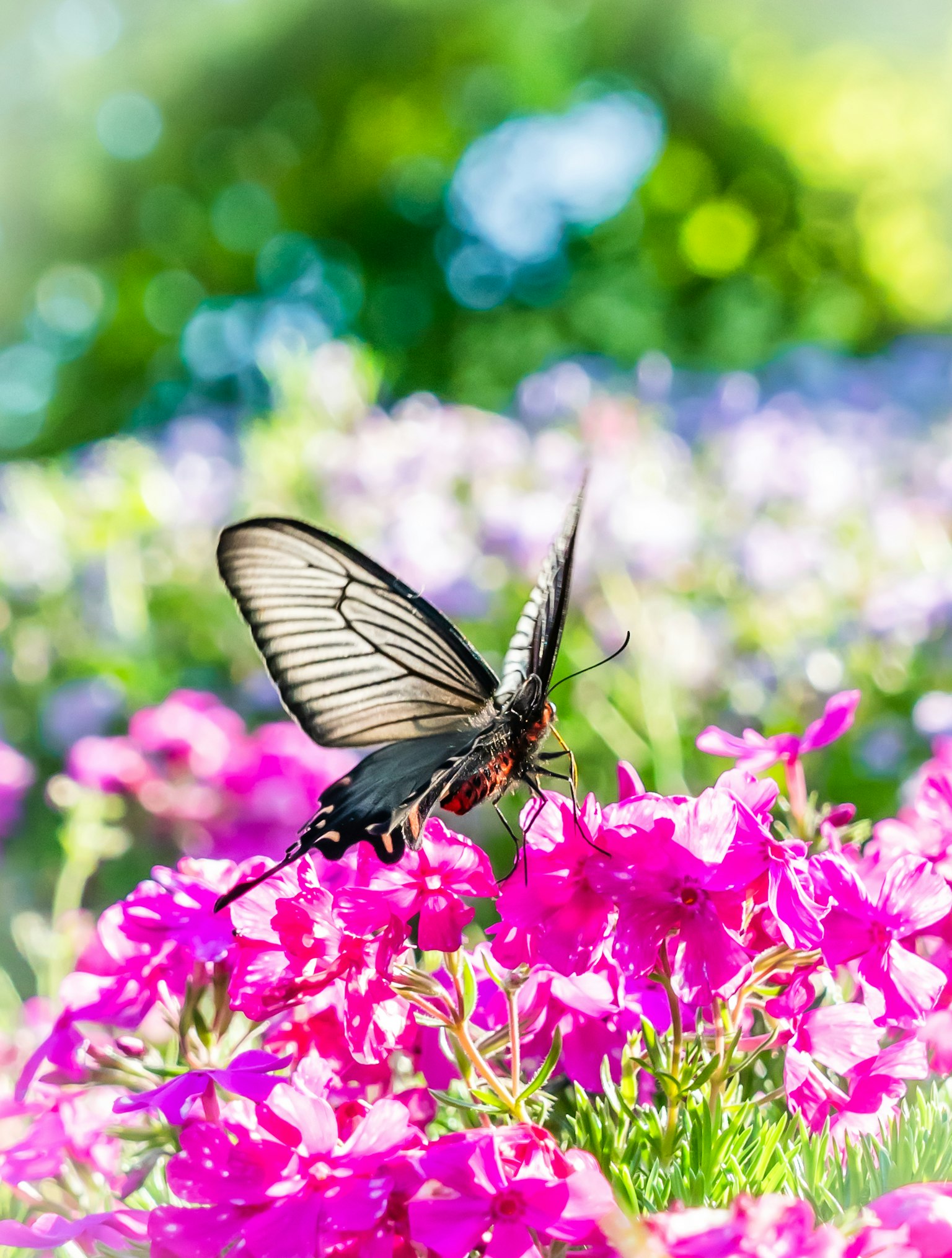 Un beau papillon posé sur des fleurs roses vibrantes dans un jardin