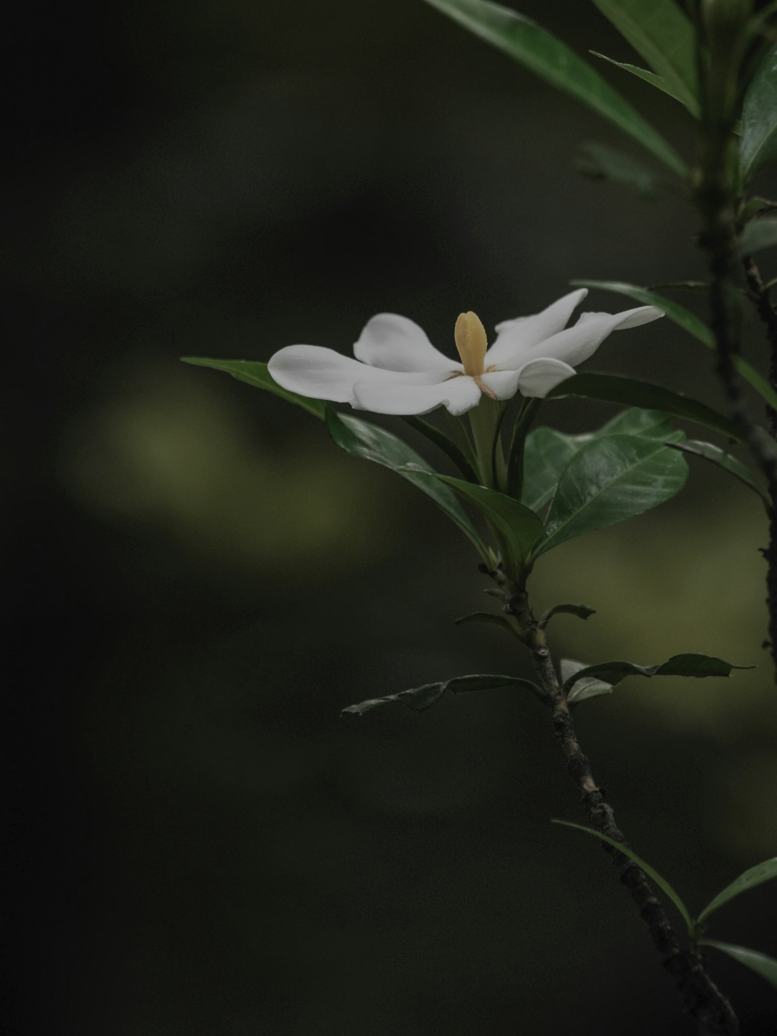 Weiße Blume mit grünen Blättern vor dunklem Hintergrund