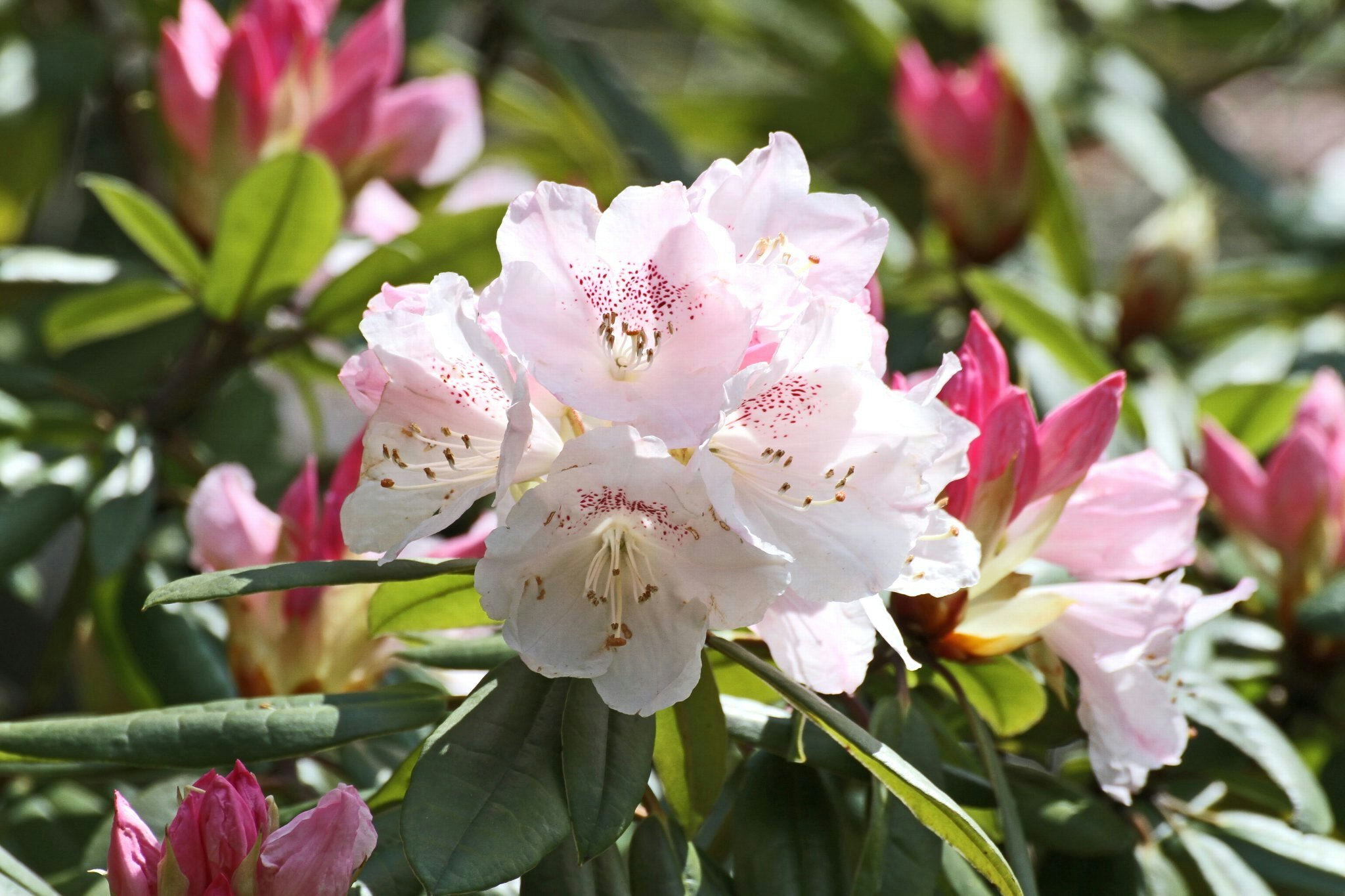 pink rhododendron blossoms in a garden bed