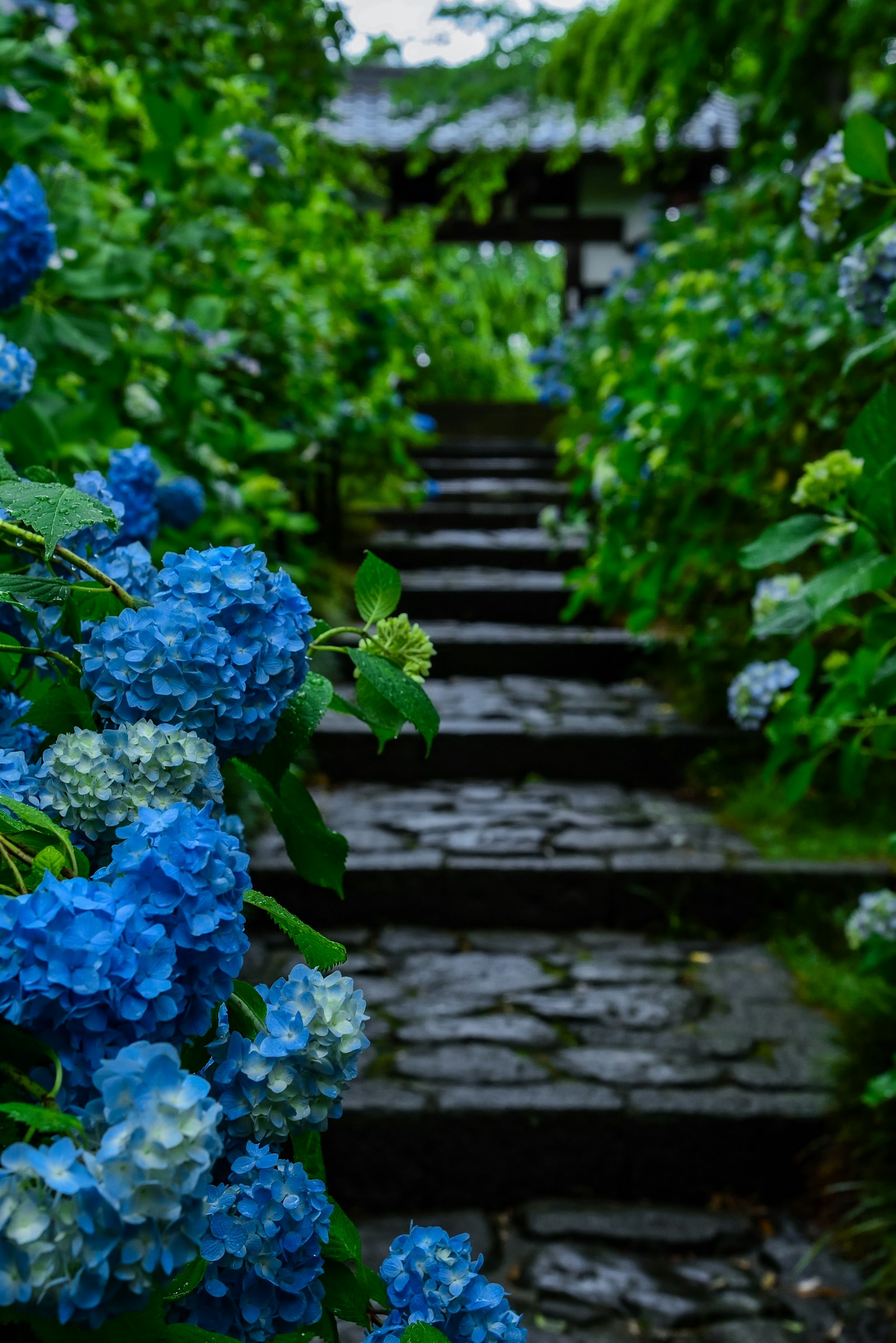 Sentiero in pietra fiancheggiato da ortensie blu e vegetazione
