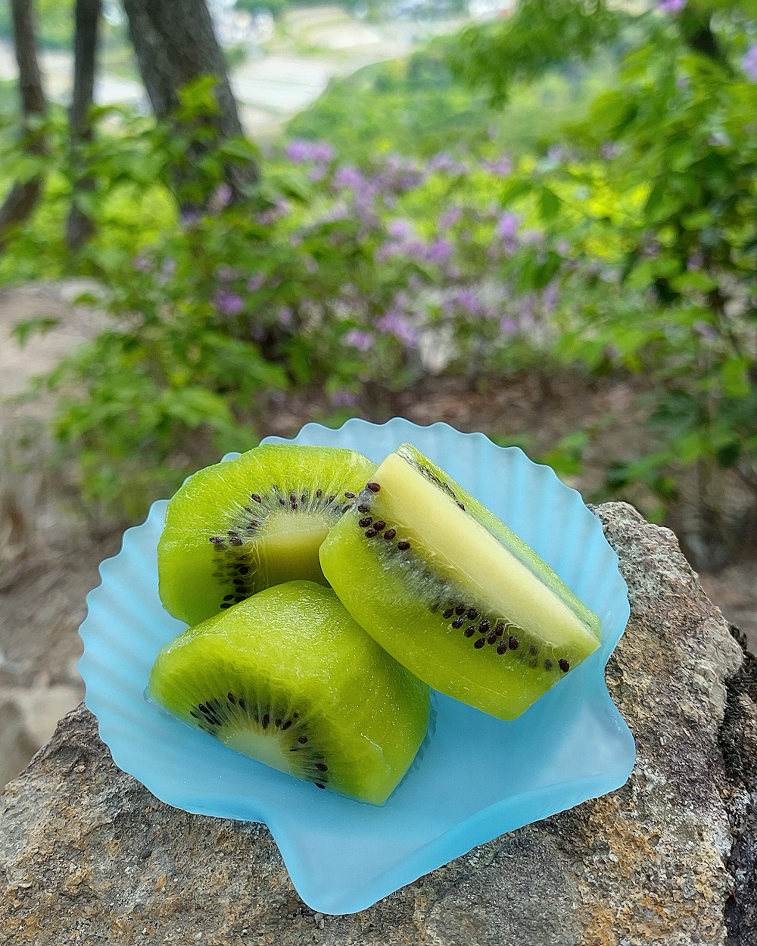 Rodajas de kiwi fresco en un plato azul rodeadas de vegetación