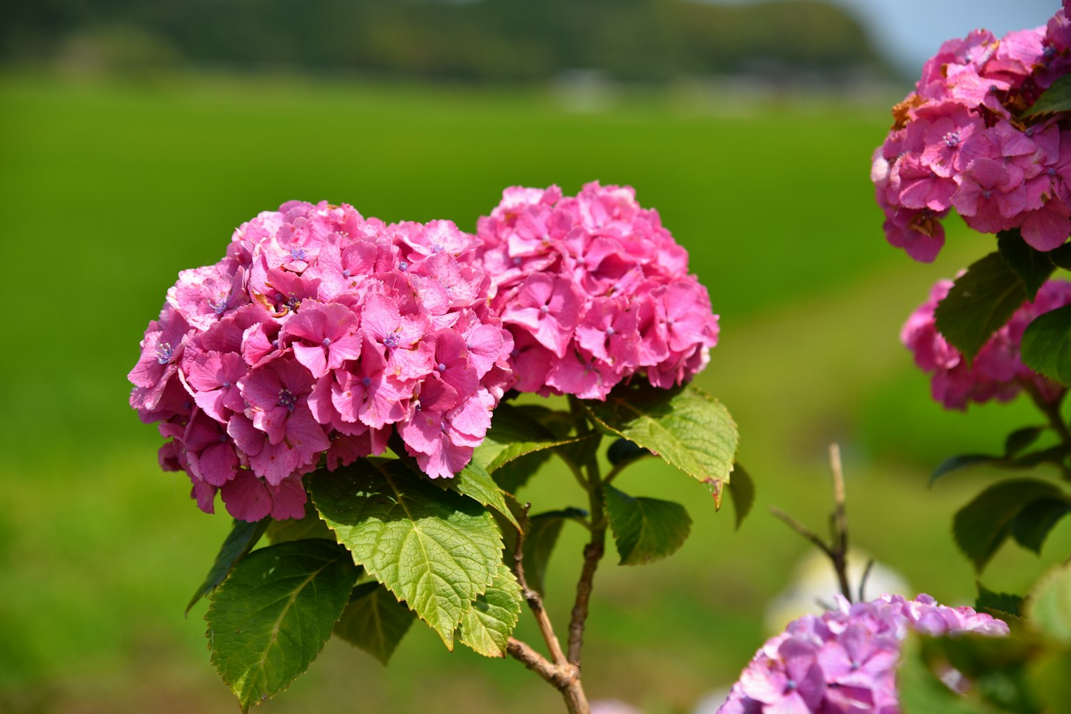 Fiori di ortensia rosa vibranti che fioriscono sotto un cielo blu