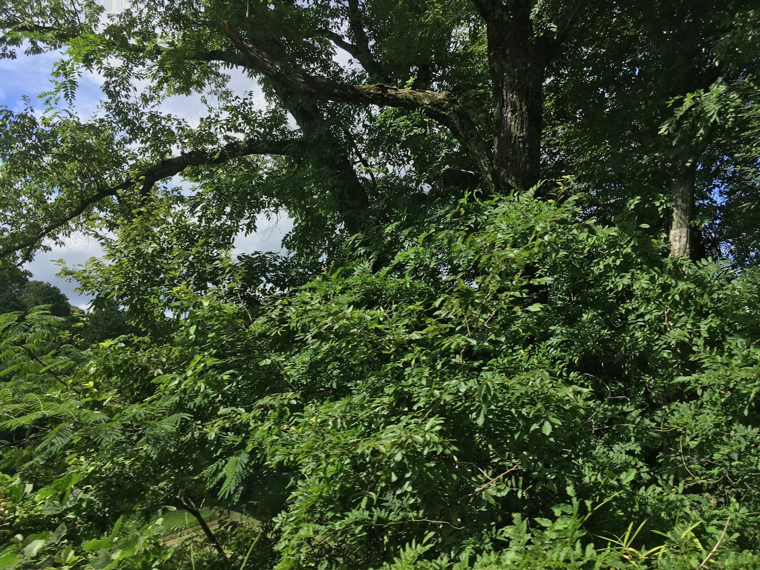 郁郁葱葱的树木与蓝天的自然景观