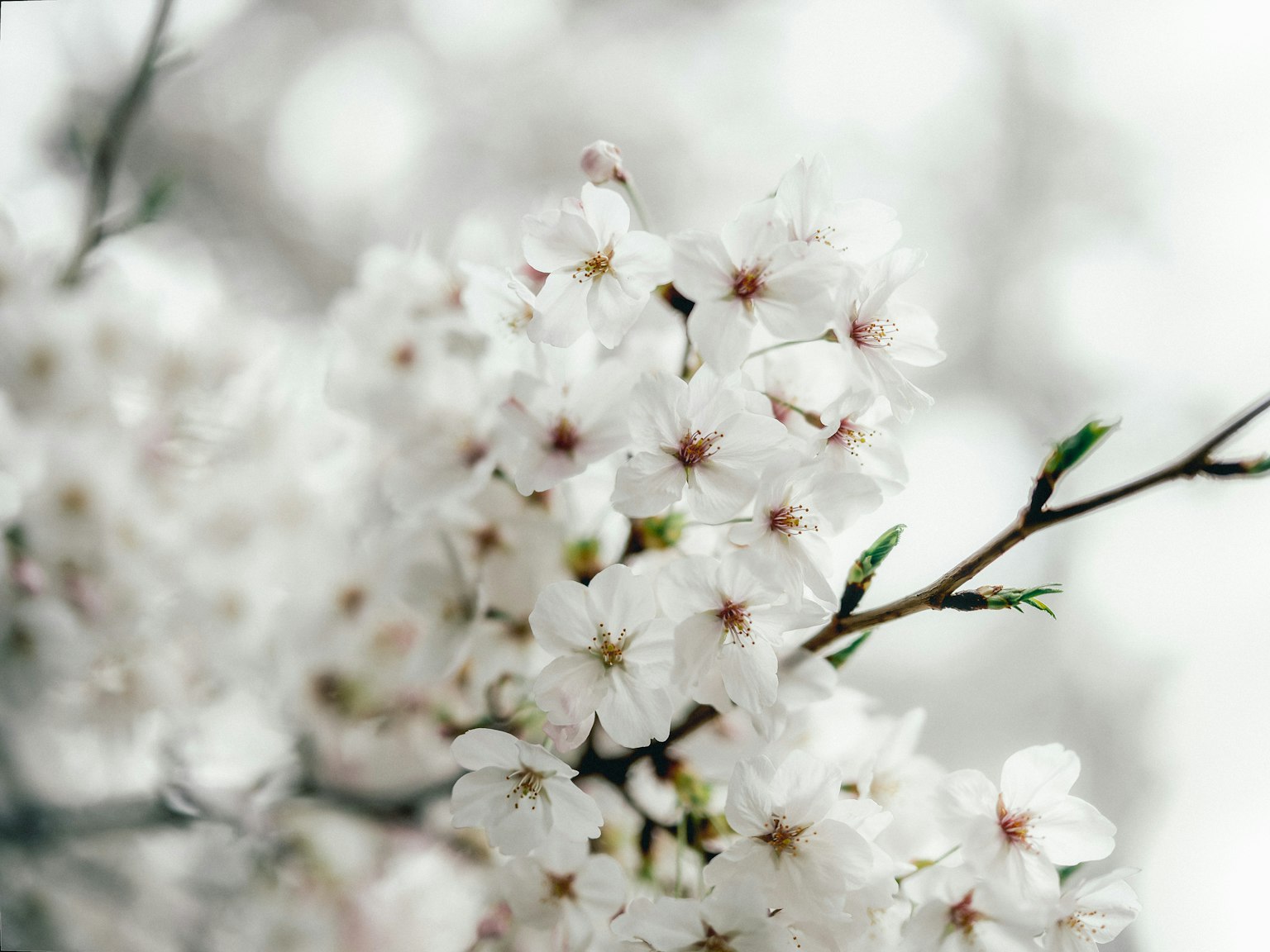 Primo piano di fiori di ciliegio con petali bianchi