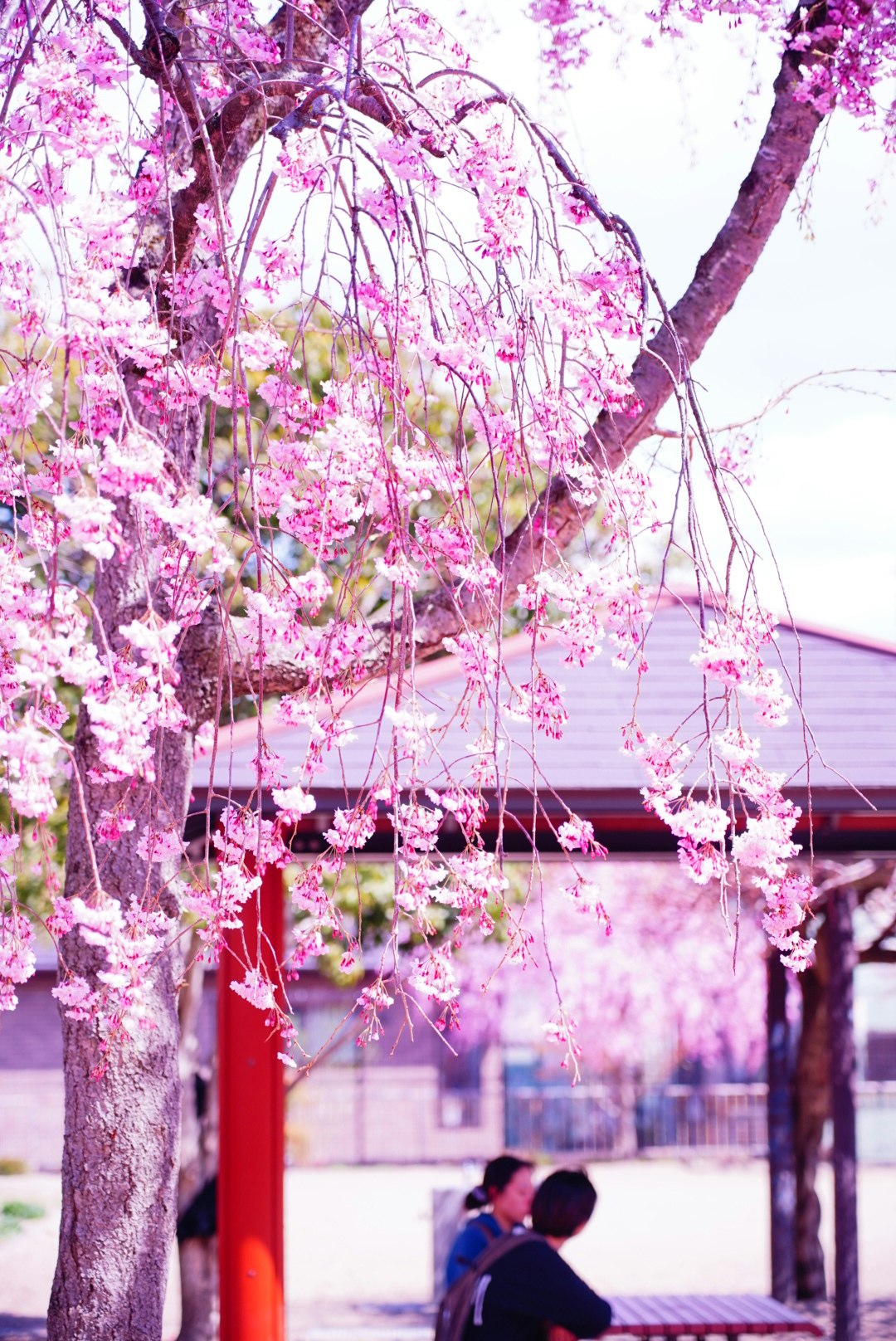 桜の枝が並ぶ通りの軒先