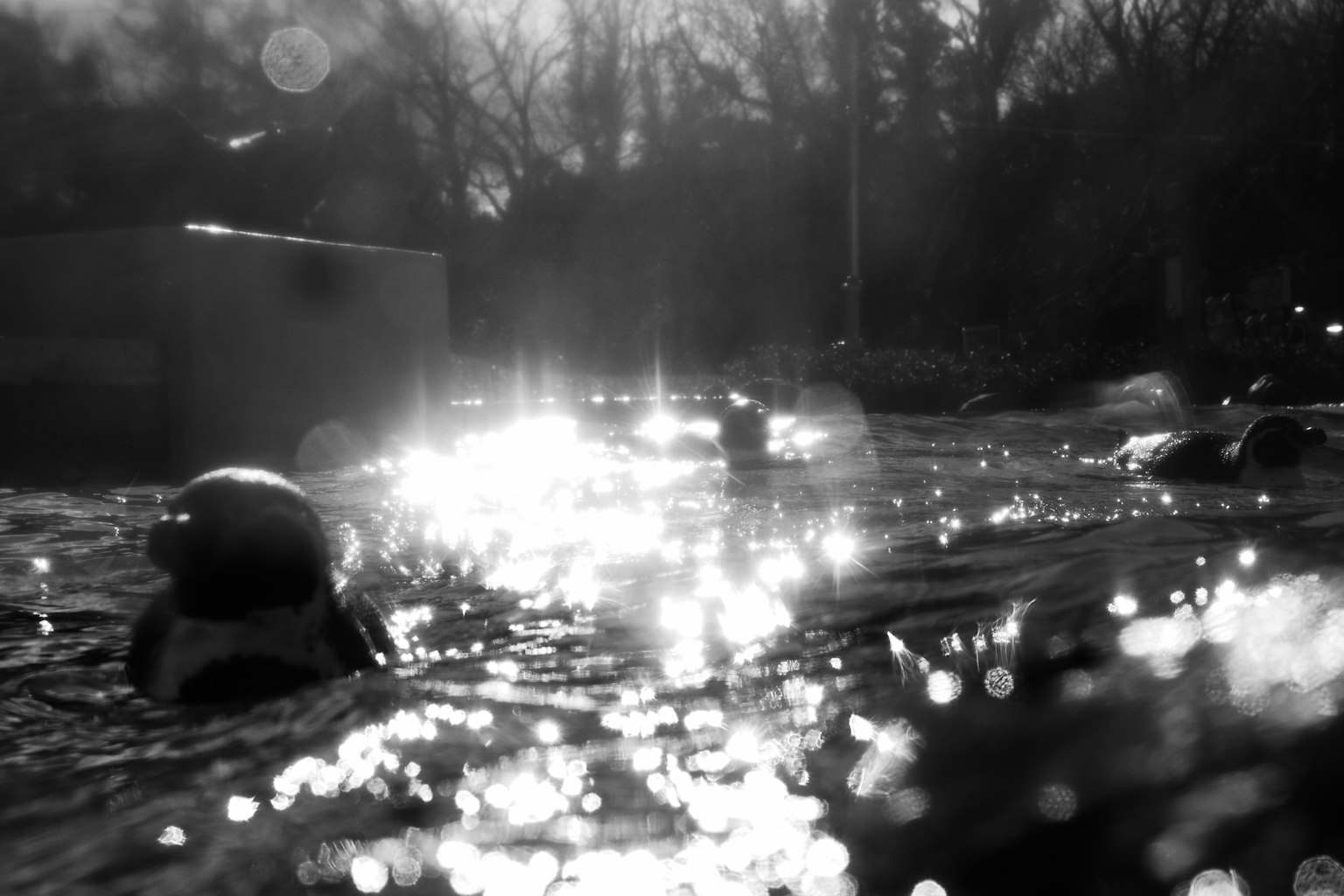 Black and white photo of objects floating on water with reflections of light