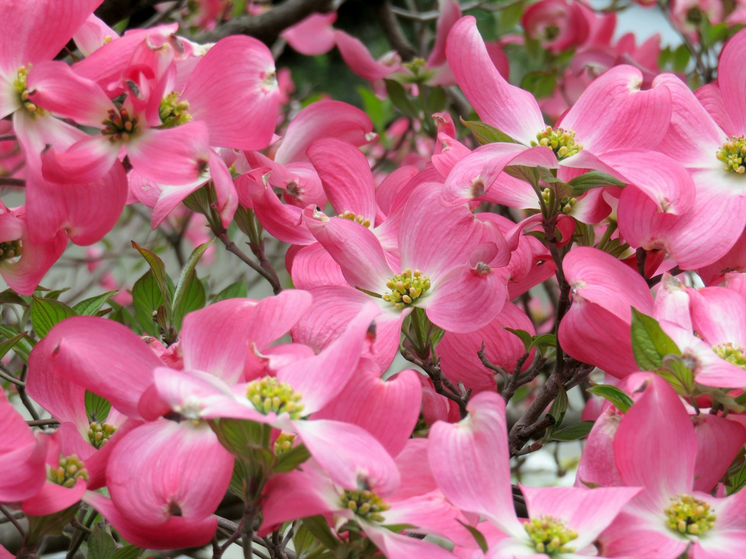 Gros plan sur des fleurs roses vives sur une plante à fleurs