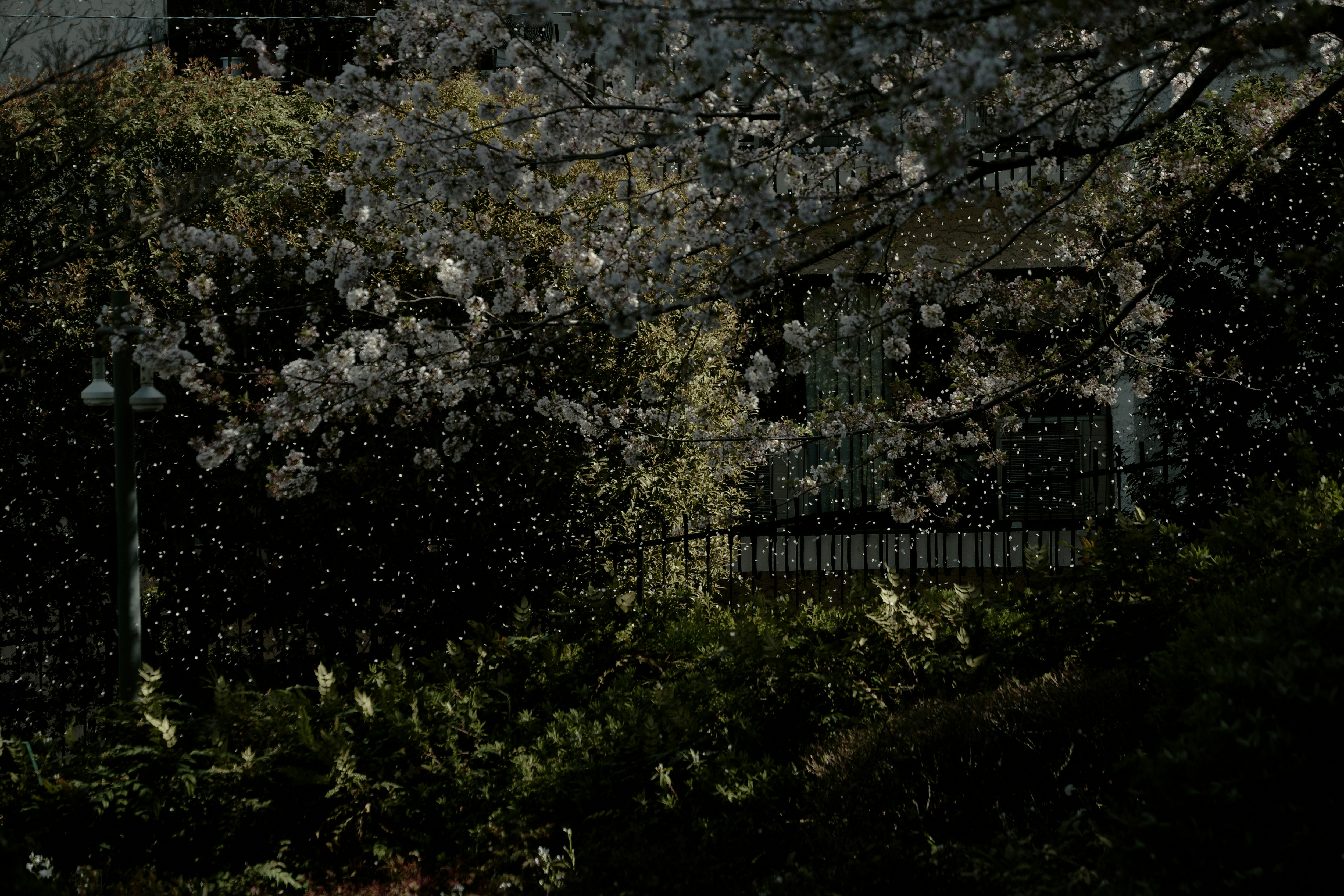 Kelopak sakura berputar di atas jalur taman