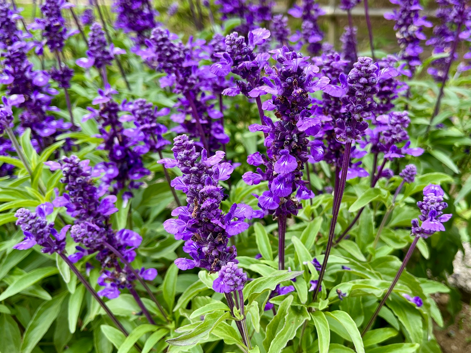 Primo piano di piante con fiori viola