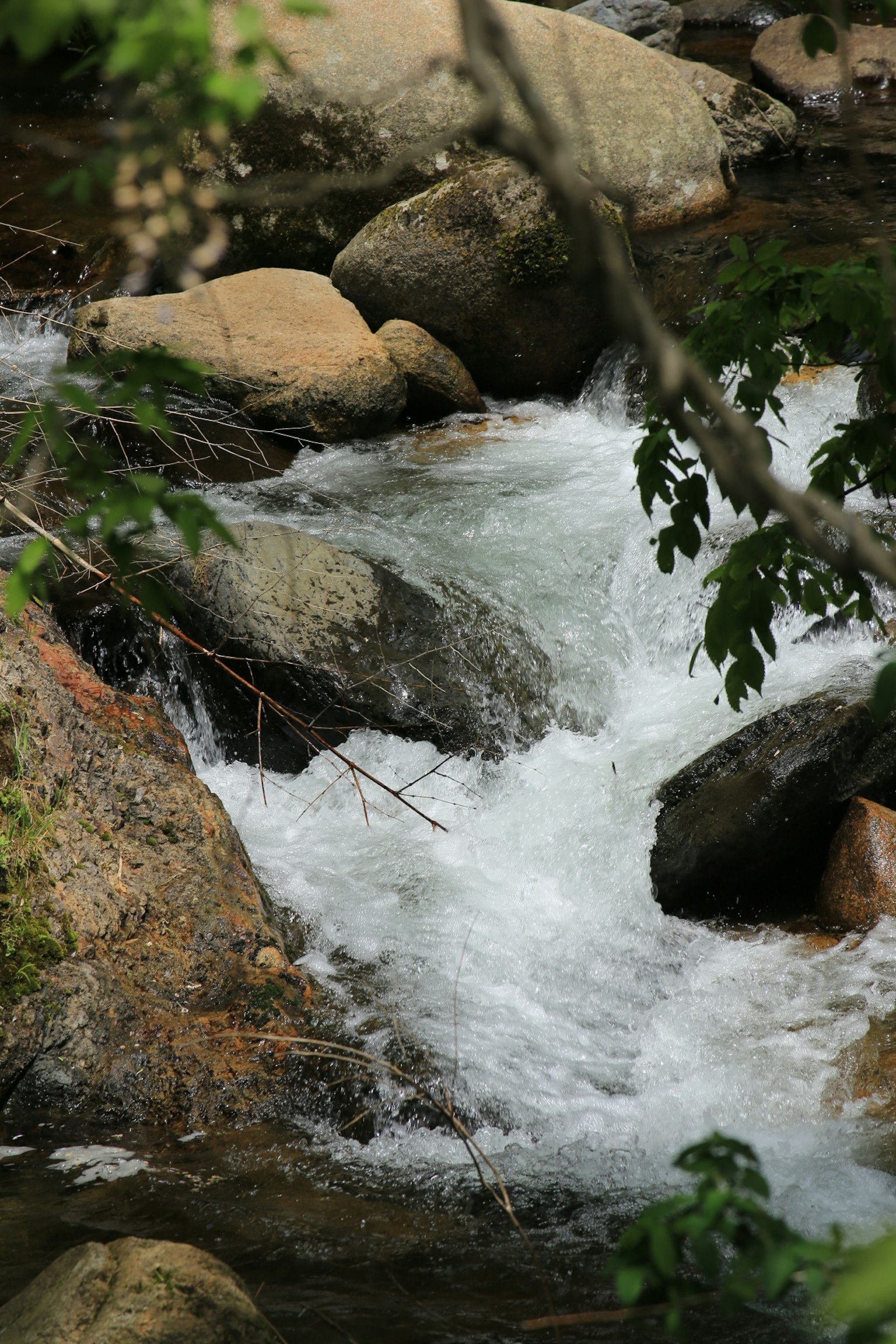 Ein fließender Fluss mit Steinen und grünen Blättern
