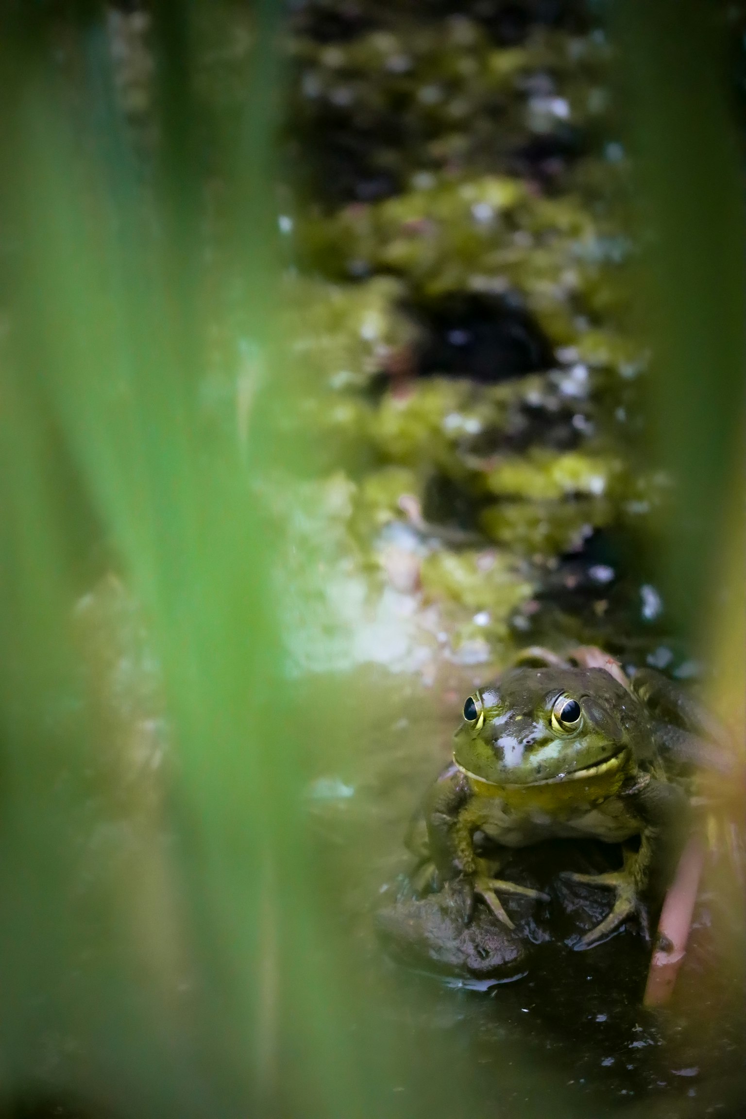 Close-up of a frog by the water surrounded by green grass
