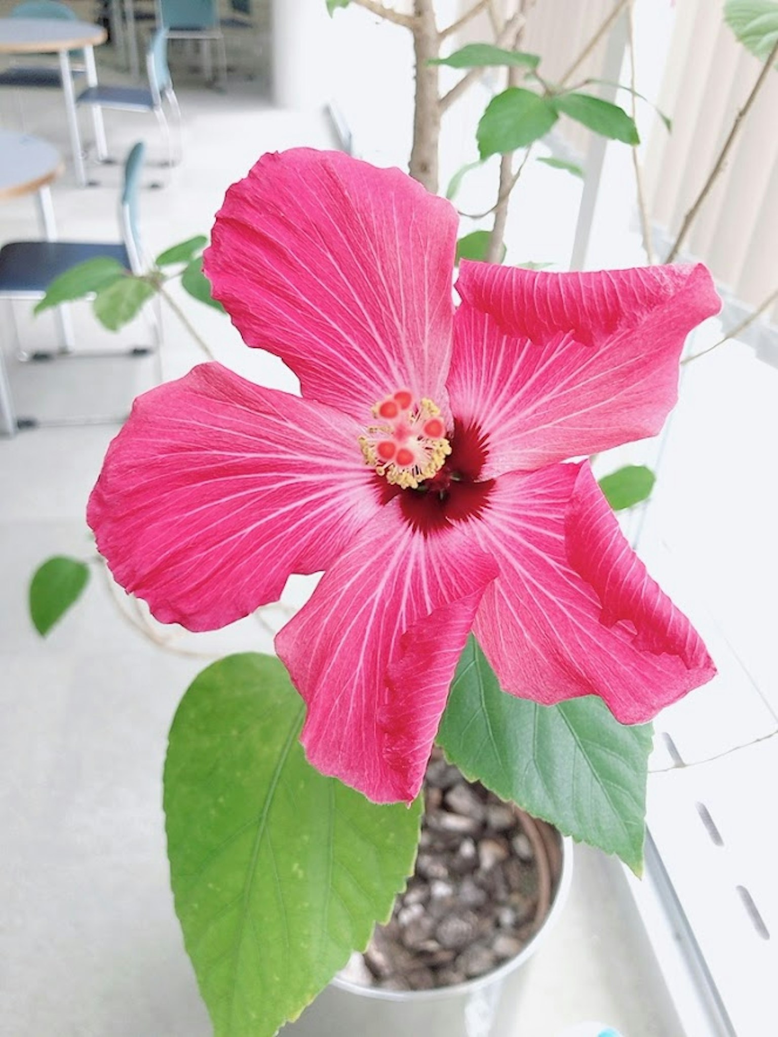 鲜艳的粉色芙蓉花和独特的绿色叶子