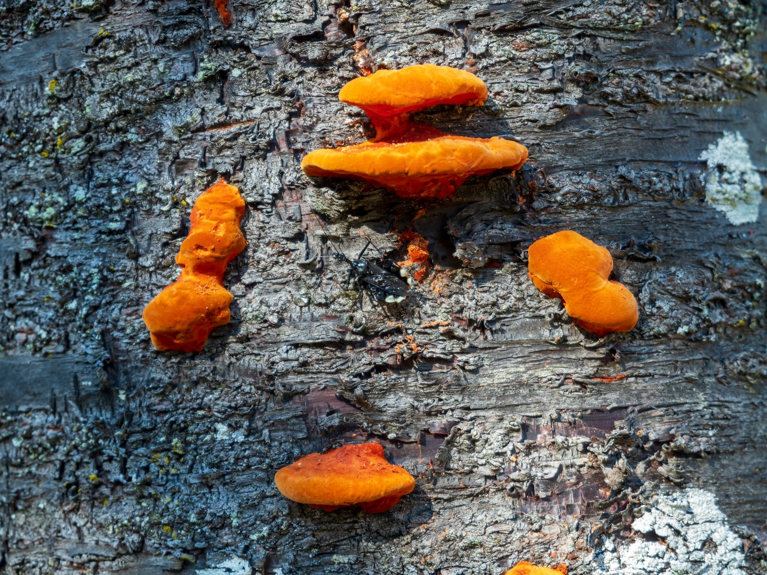 Grupo de hongos naranjas creciendo en un tronco de árbol