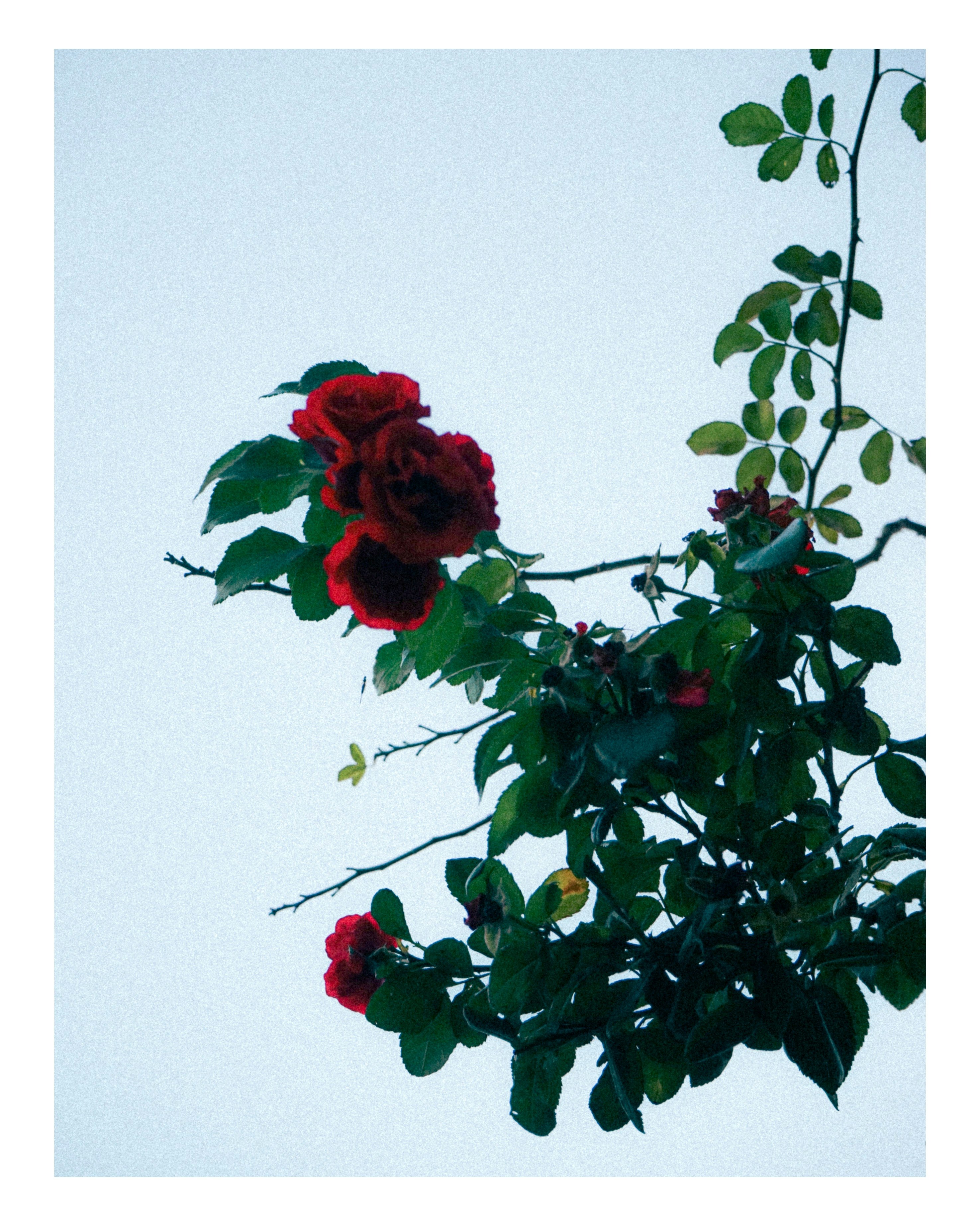 赤いバラの花が咲く緑の枝先