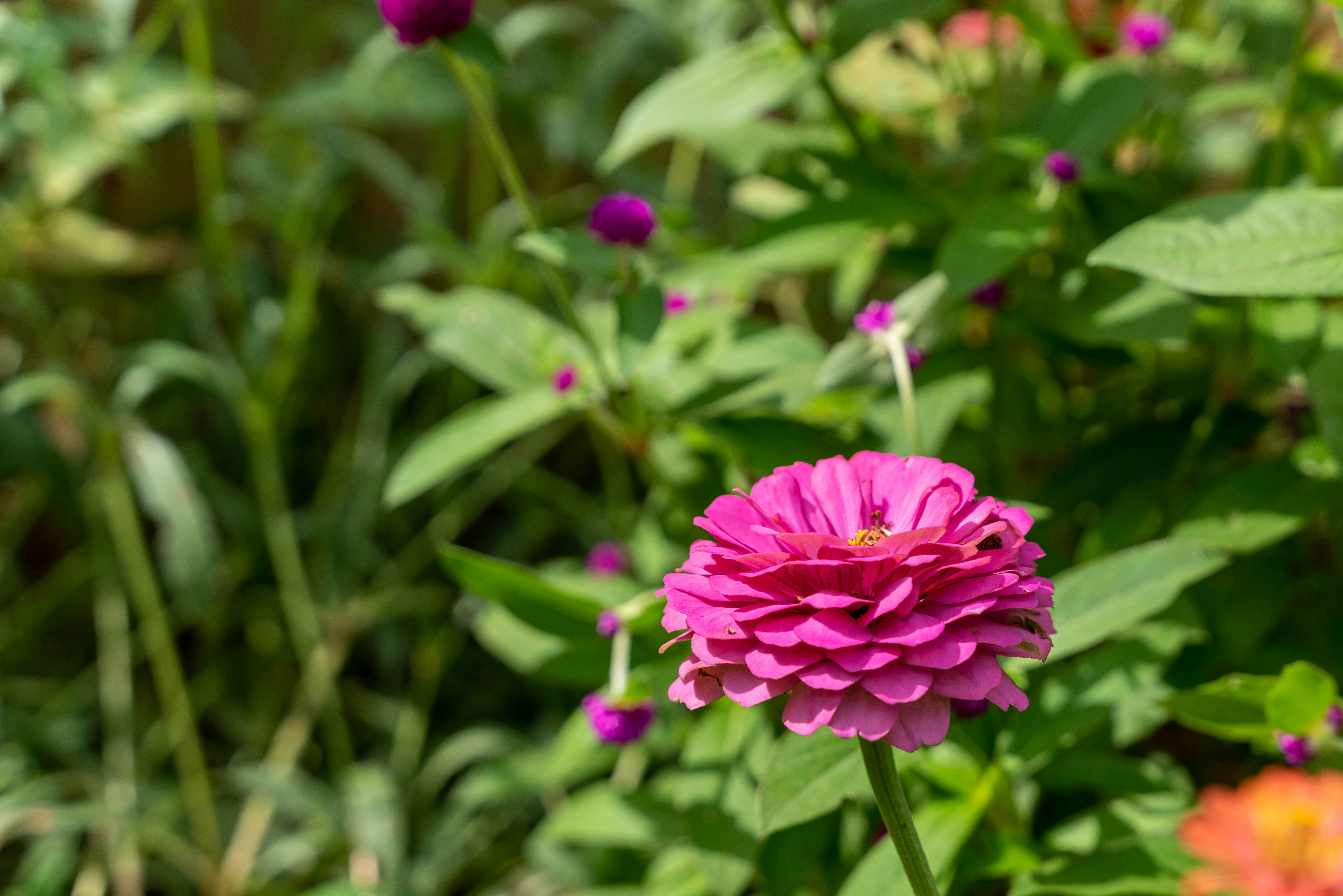 ピンクの花とつぼみが咲く庭の花壇
